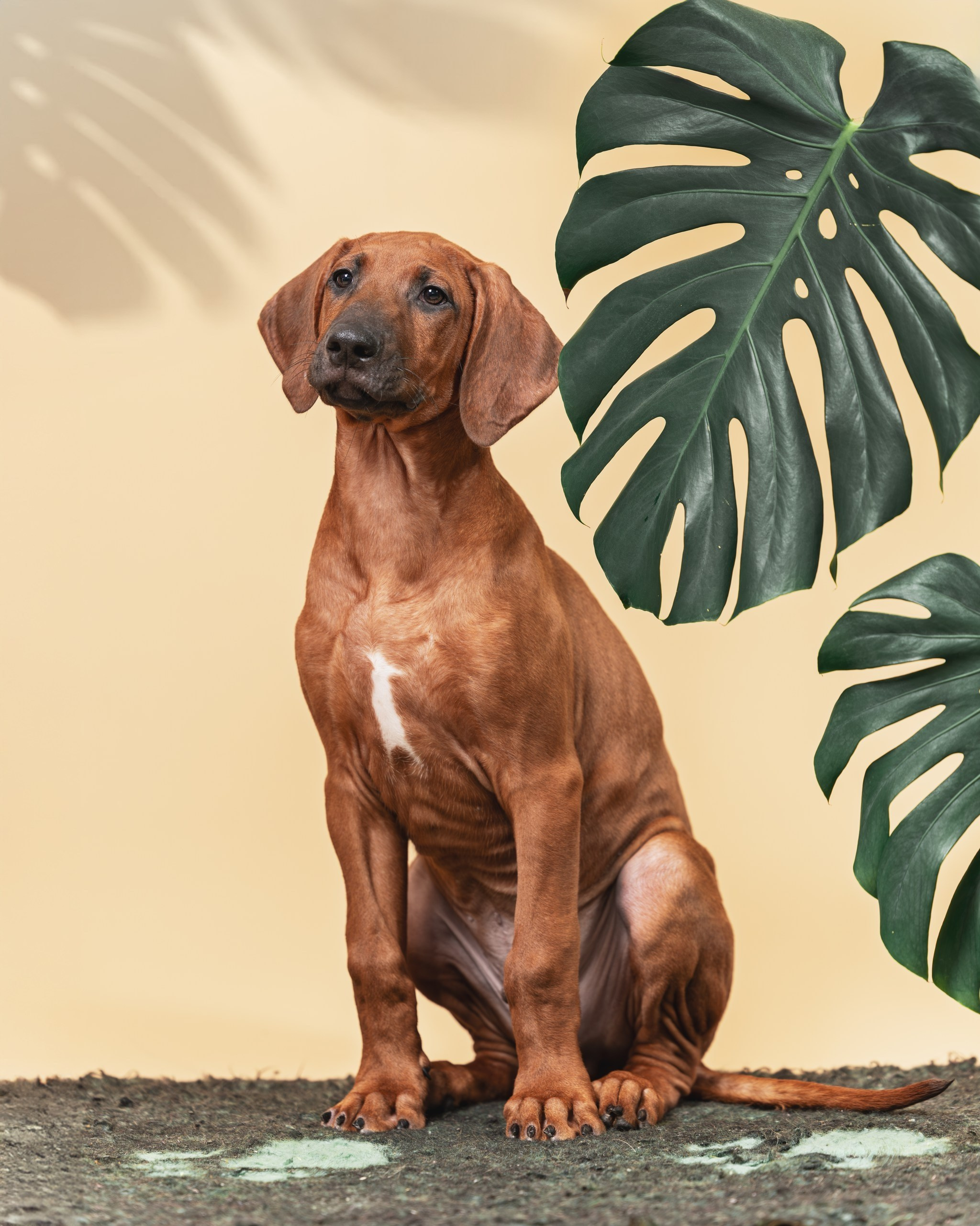 VIVA VERITAS Iz Doma Narayzi. Родезийские Риджбеки в Санкт-Петербурге