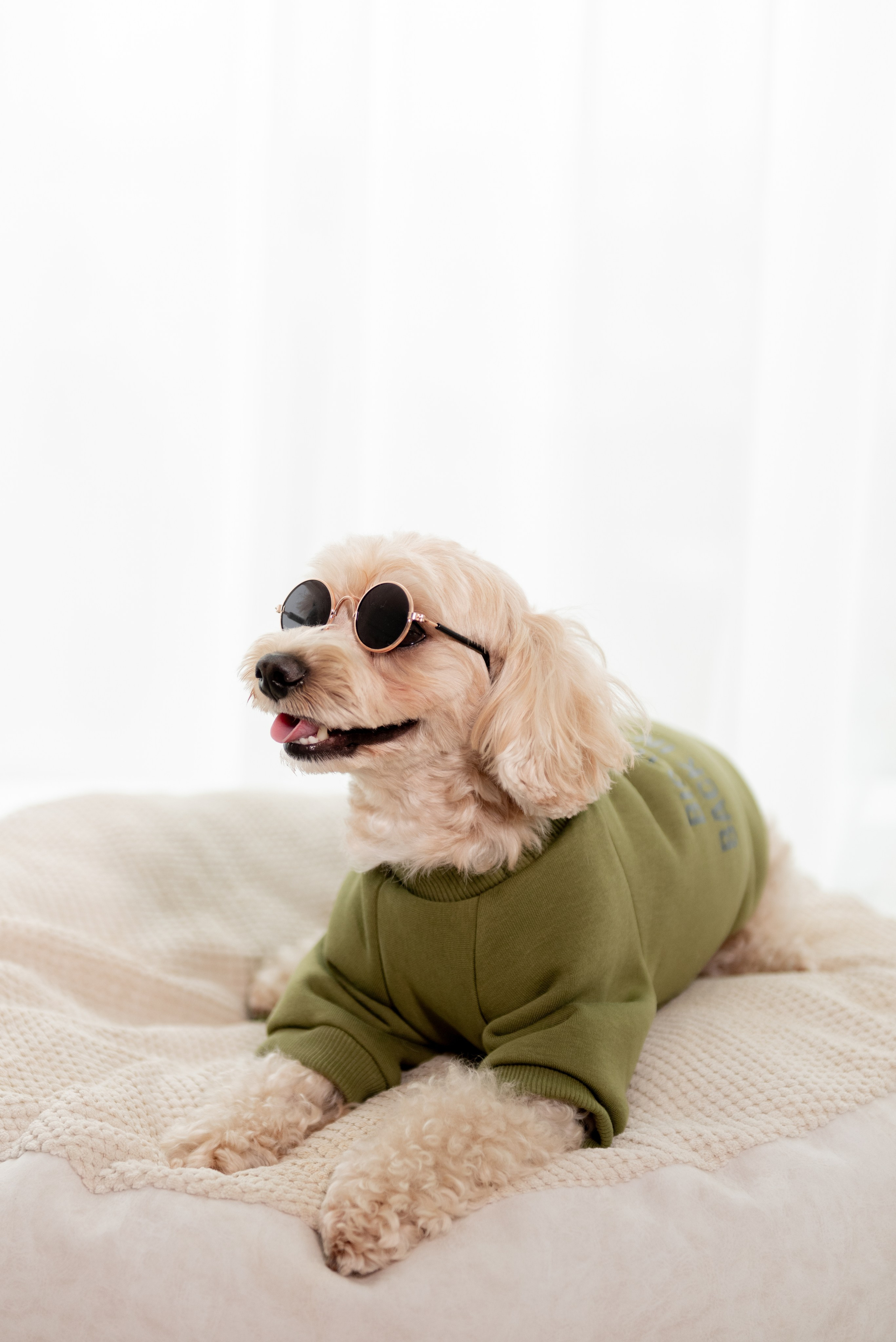 Pets. Фотограф в Москве Daria Lens