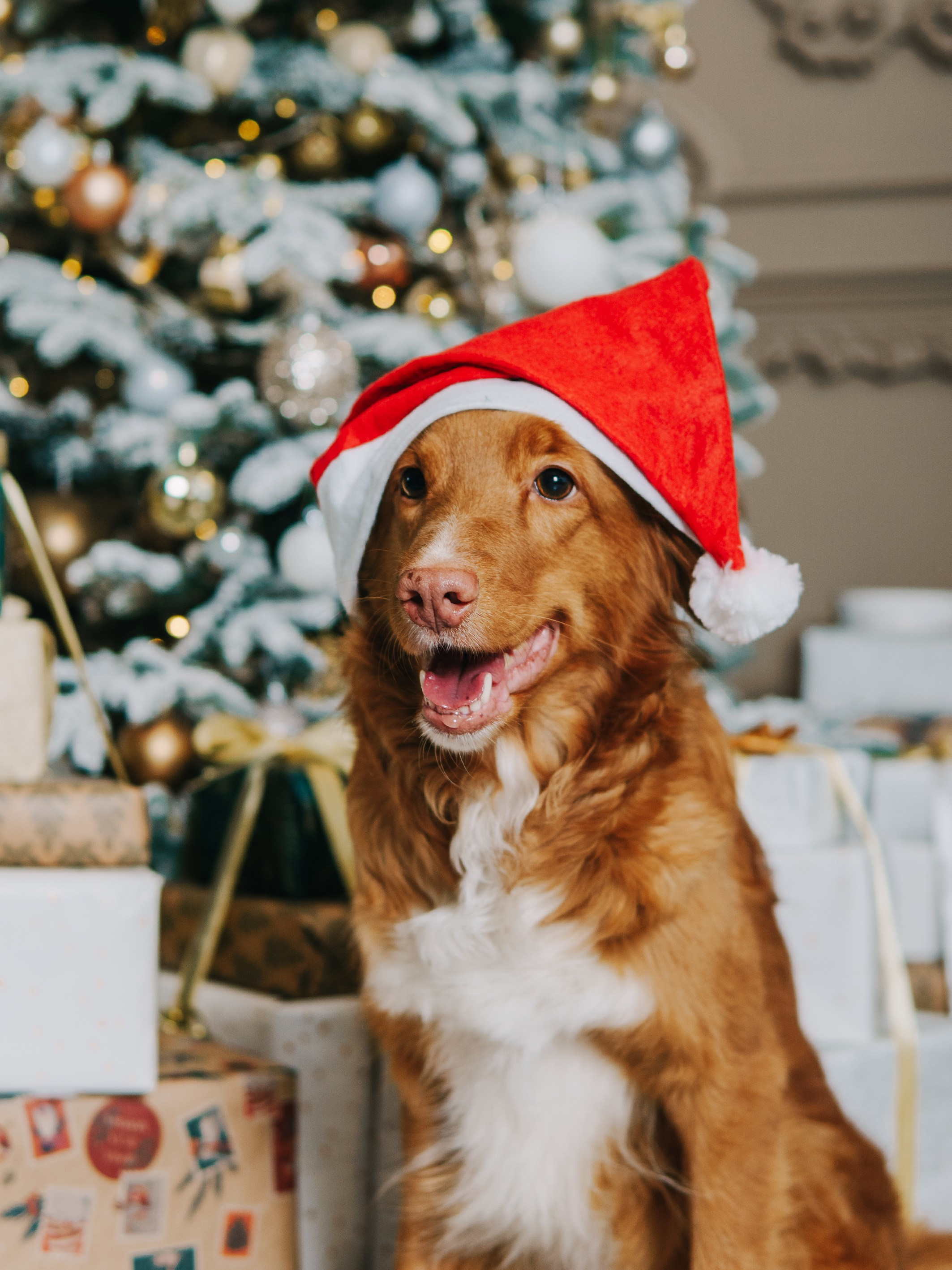 Life with dog. Saamill