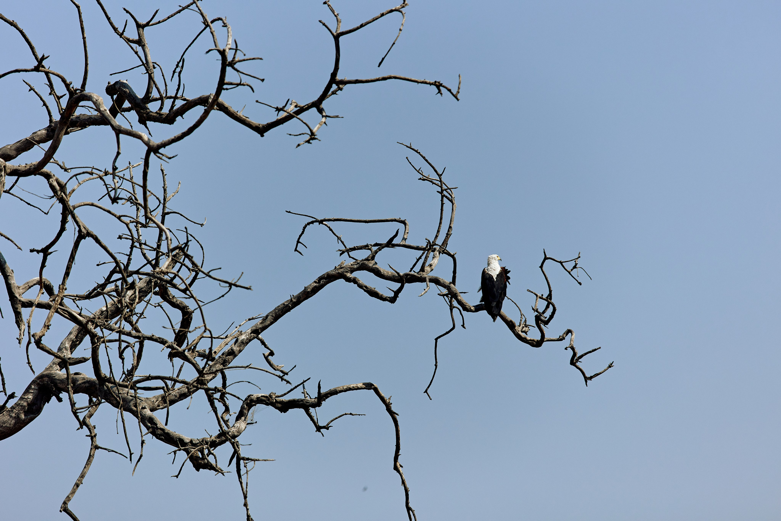 SOUTH AFRICA EMBA 38. Дмитрий Мазуркевич: Профессиональный Репортажный Фотограф