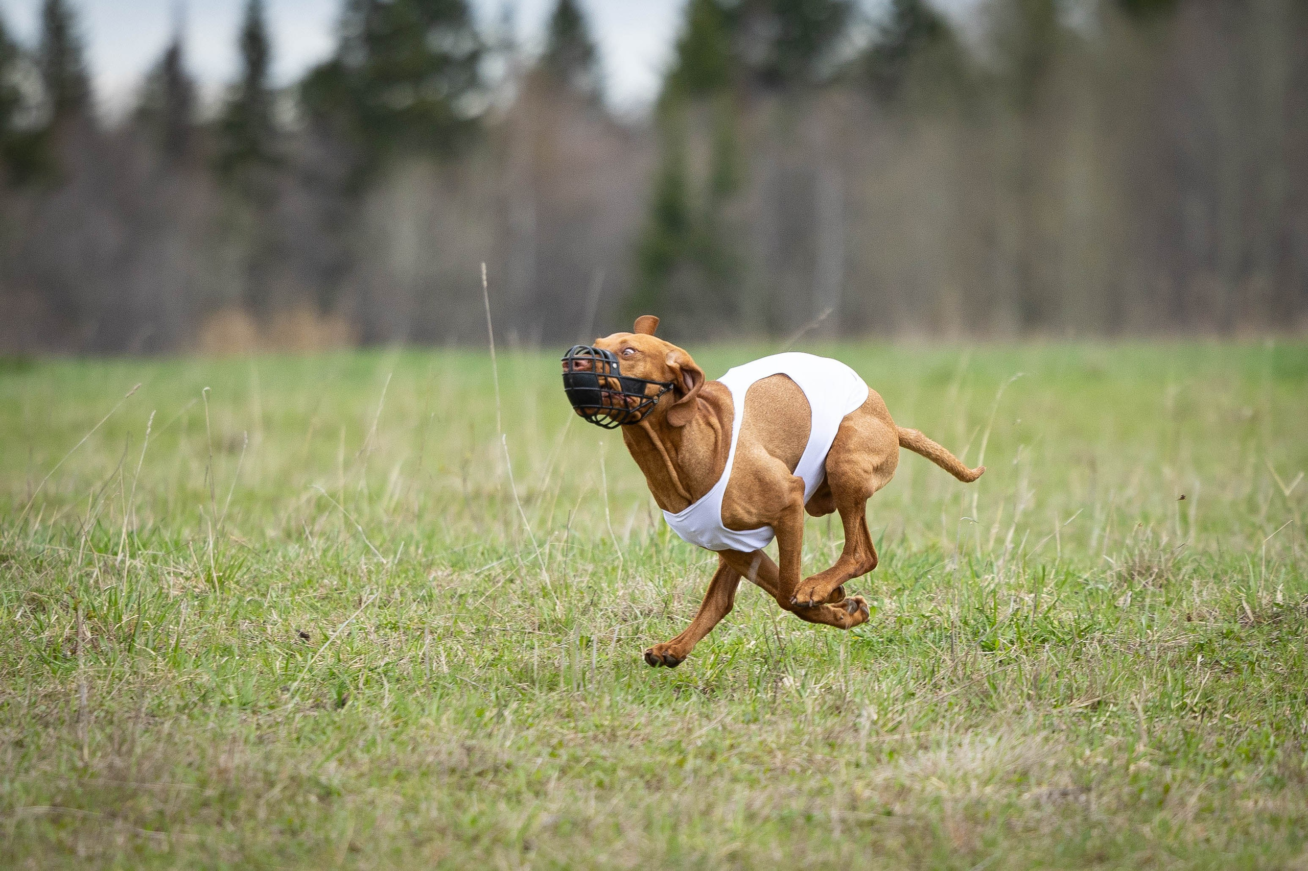 Курсинг. Фотограф Анималист в Перми Анастасия Остерман