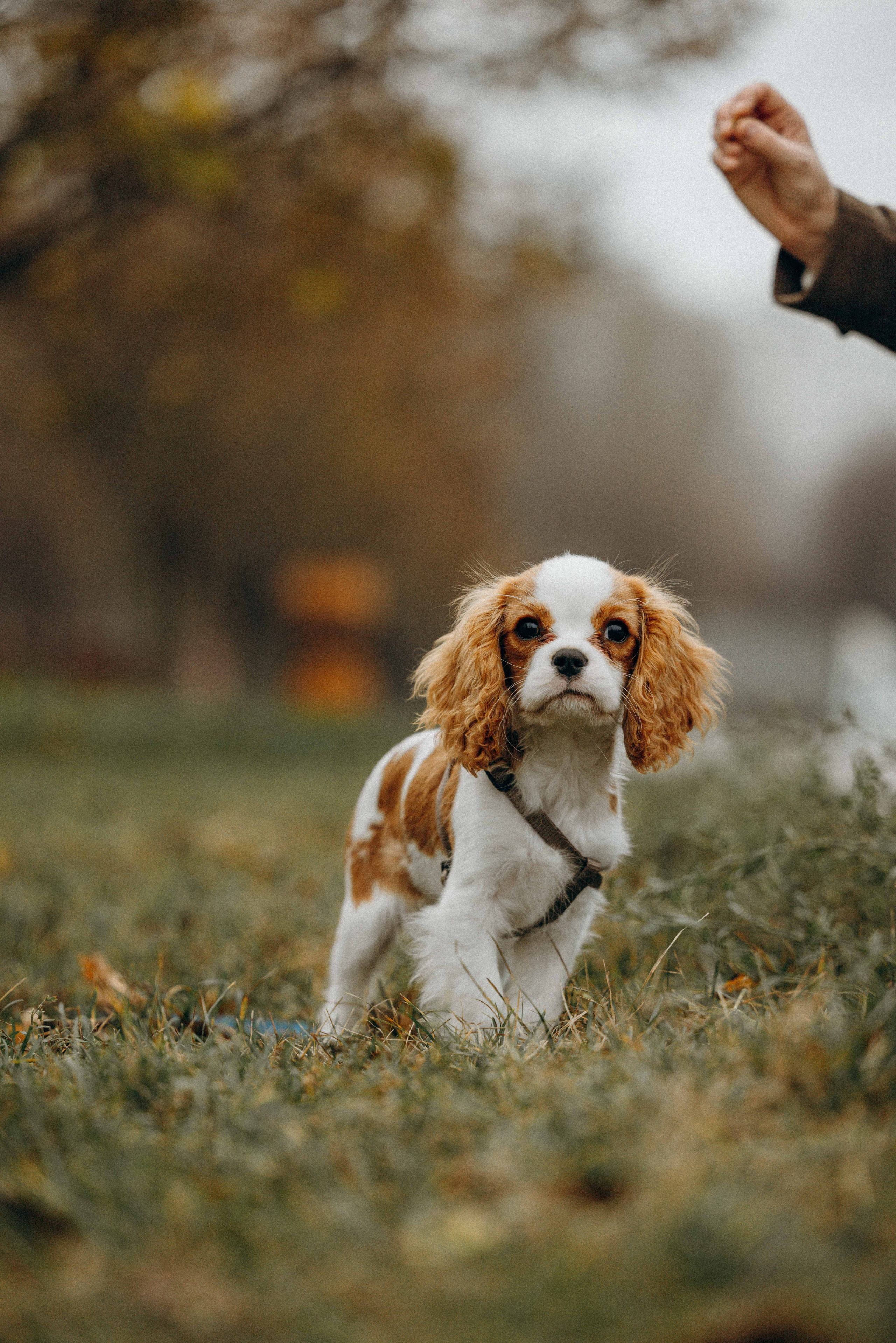 Юля и Кипр. Фотограф-анималист в Москве Лера Черноног