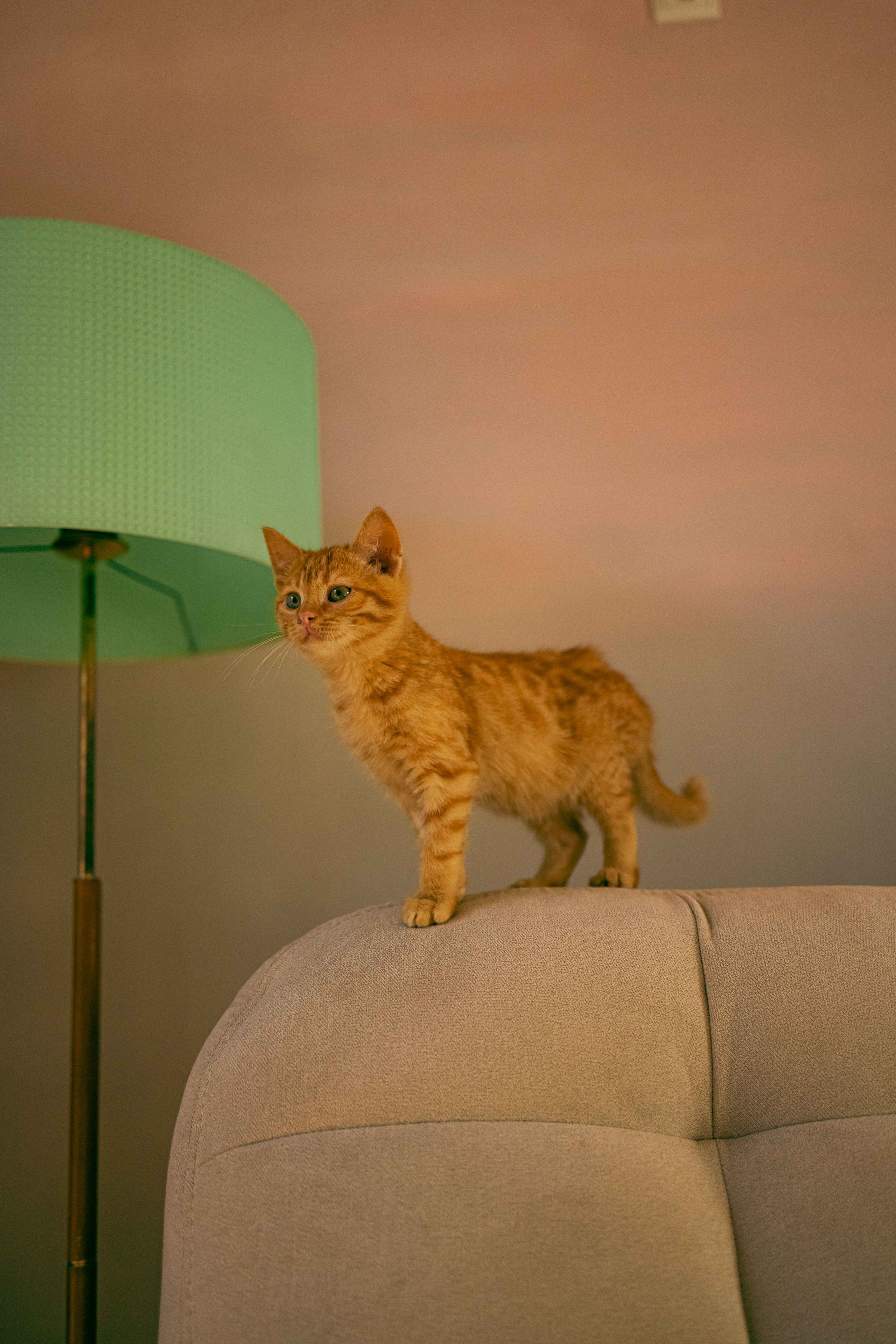 Кускус. Фотограф-анималист в Москве Лера Черноног