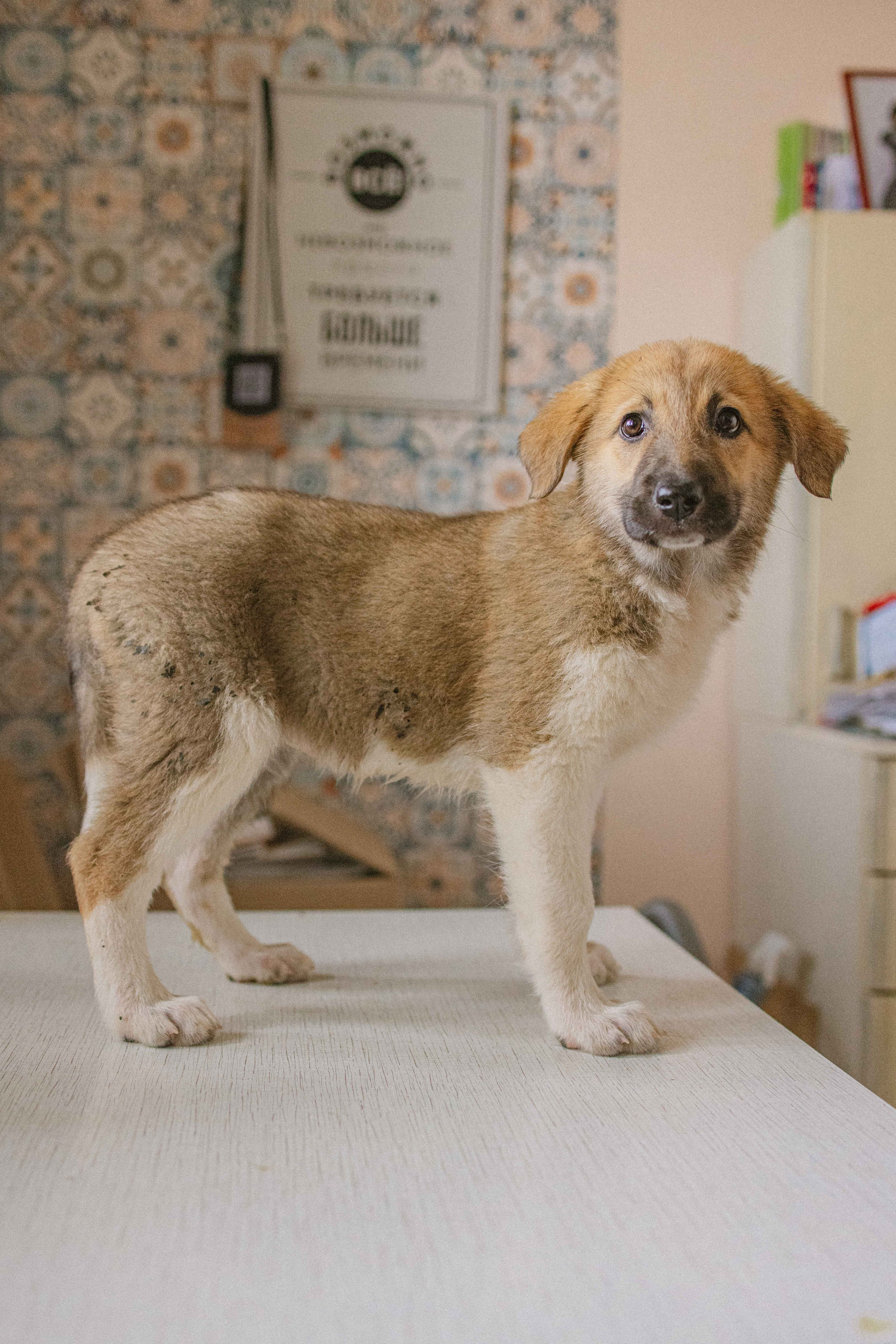 Щеночки на кухне. Фотограф-анималист в Москве Лера Черноног