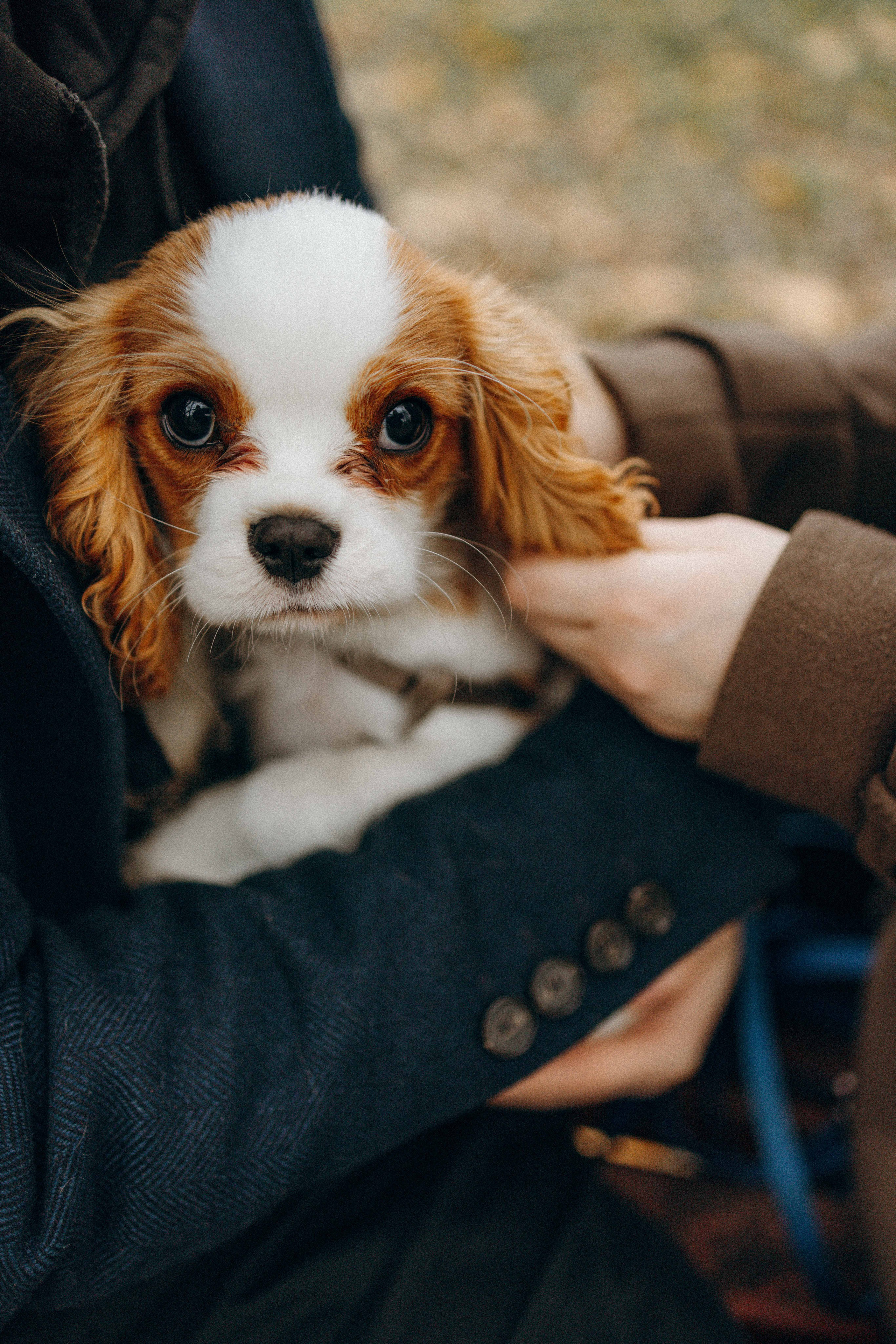 Юля и Кипр. Фотограф-анималист в Москве Лера Черноног