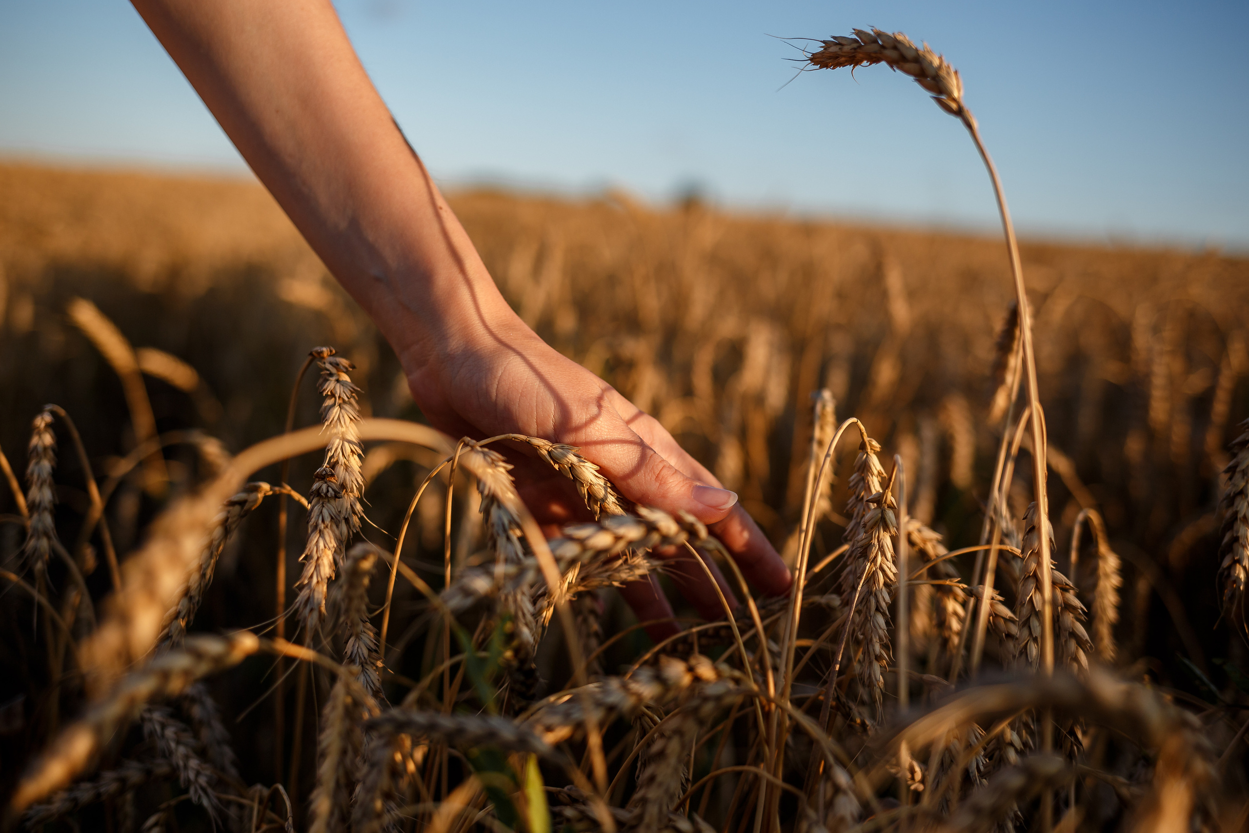 Аня и пшеница. Семейный фотограф в Саратове Юлия Охотникова
