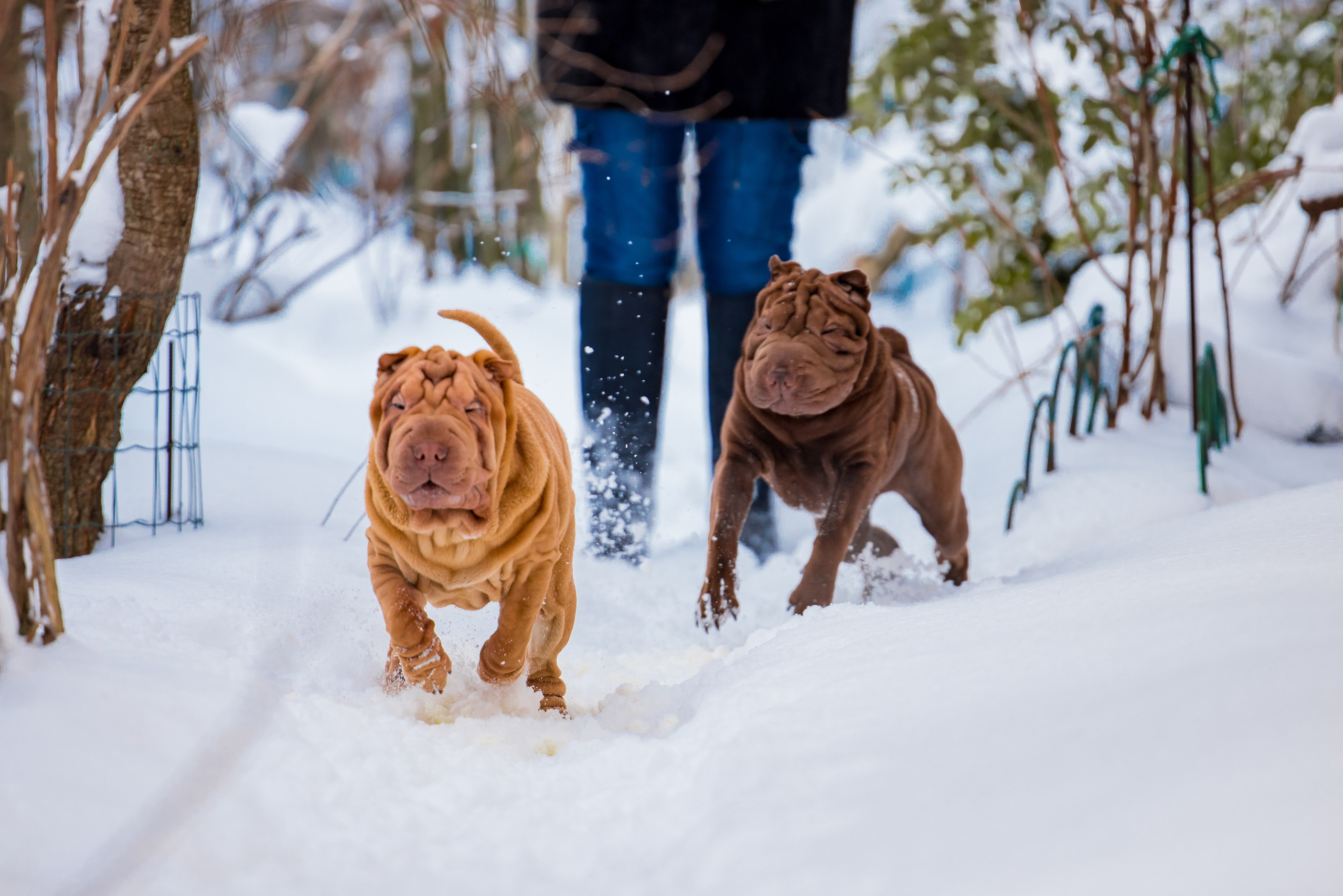 В гостях у шарпеев 16.01.2024. Фотограф-анималист Юлия Германика