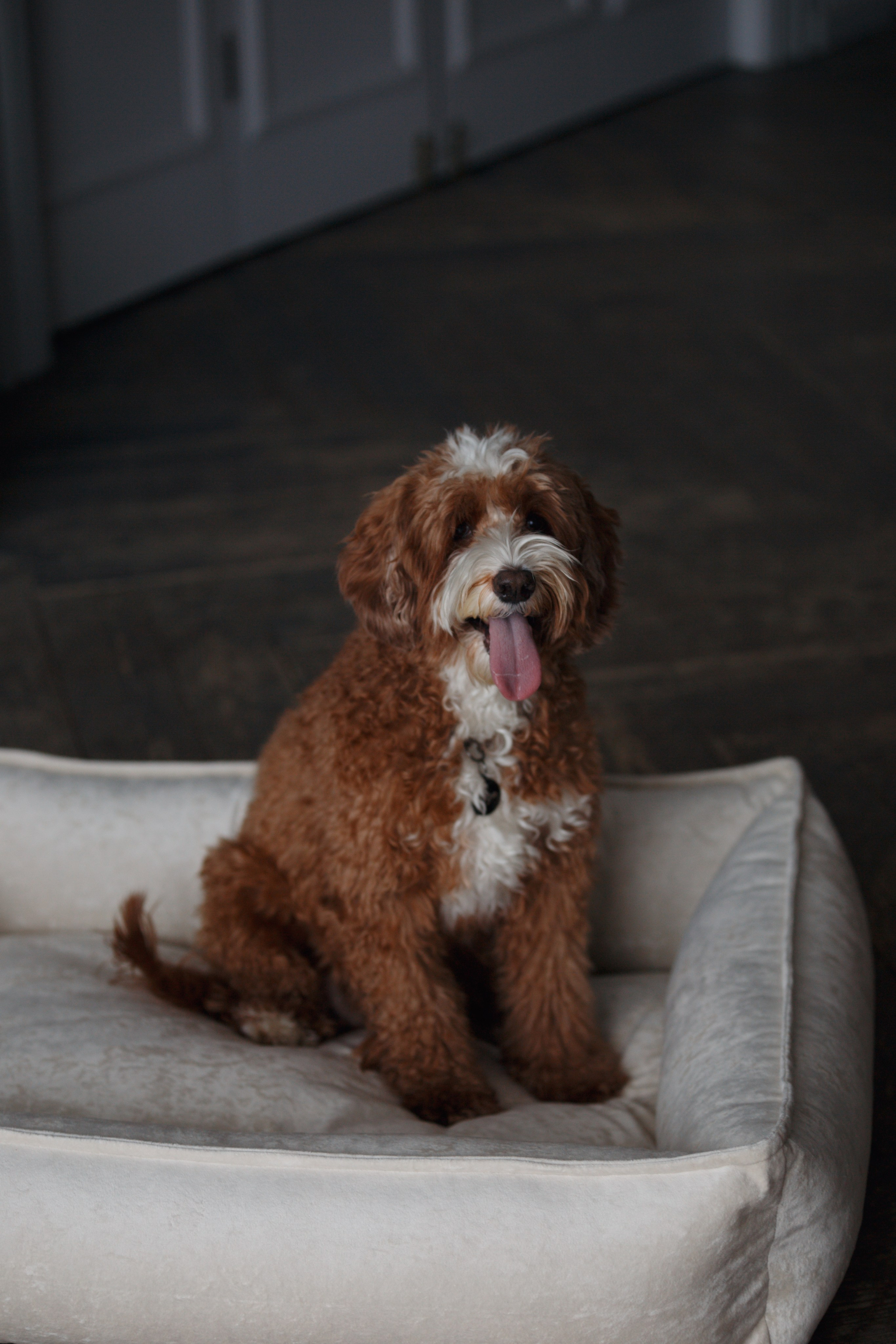 Bmbh лежанки и адресники. Фотограф анималист Кристина Карпова, Москва