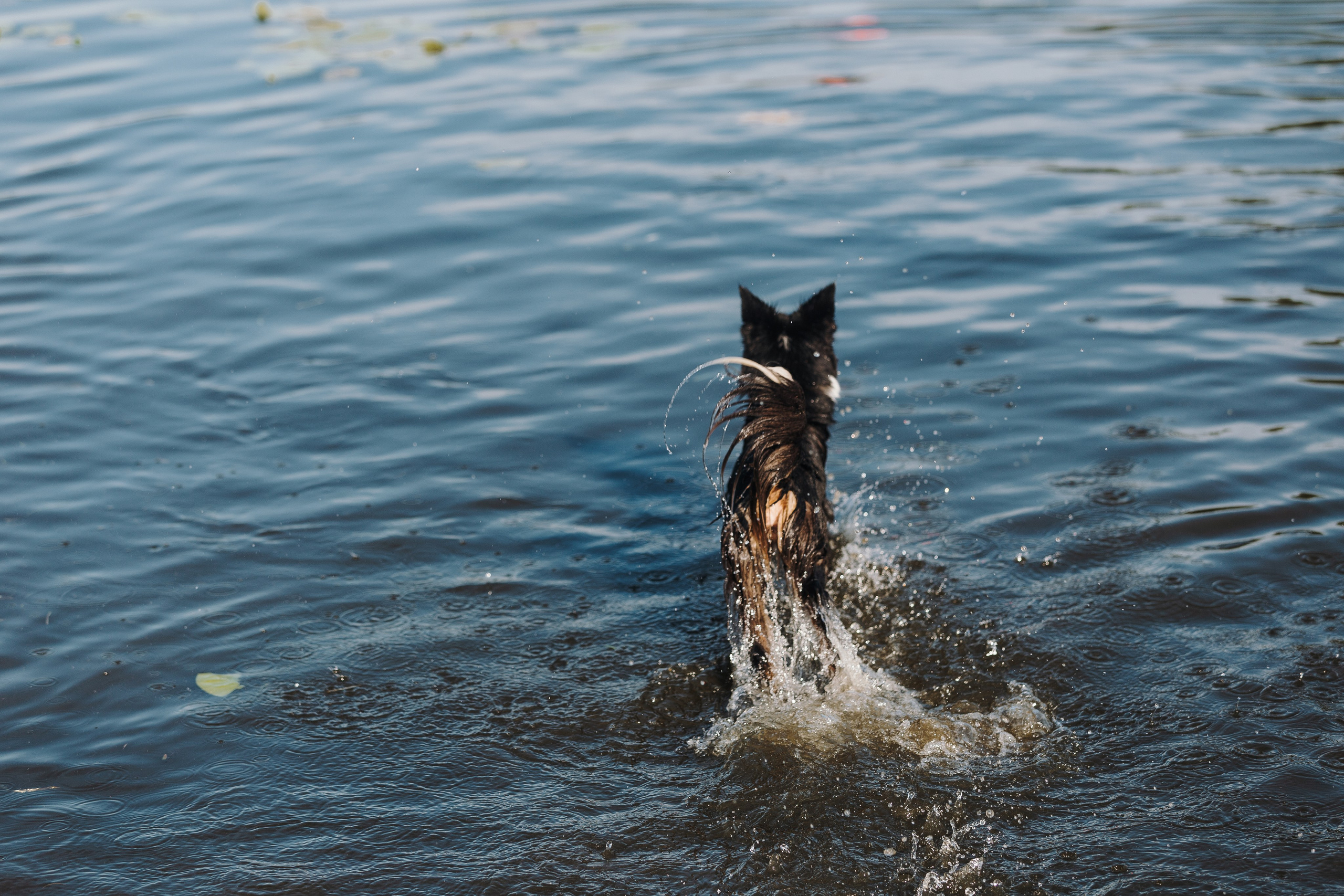 Petshop Sup day. Фотограф анималист Кристина Карпова, Москва