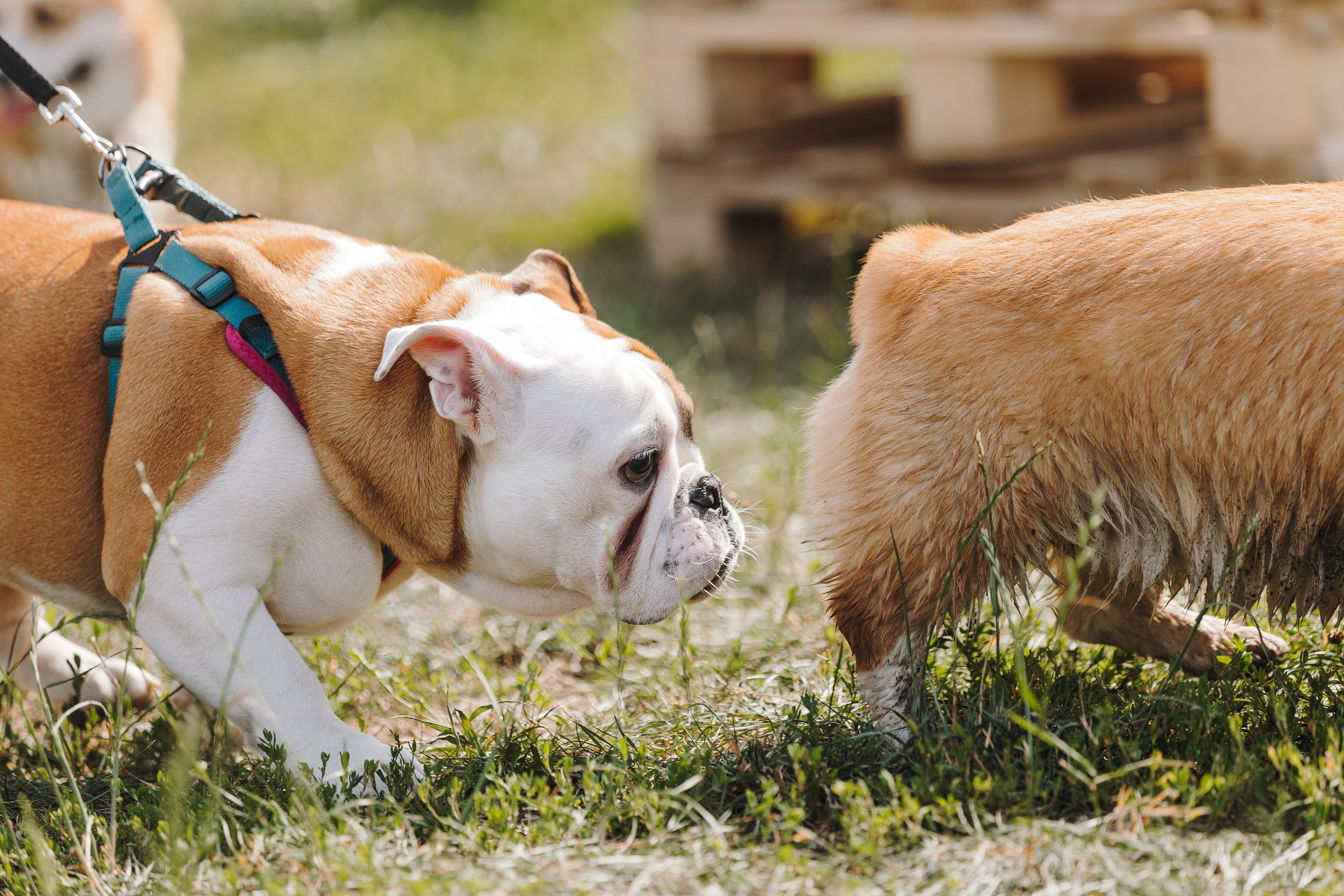 Petshop Sup day. Фотограф анималист Кристина Карпова, Москва