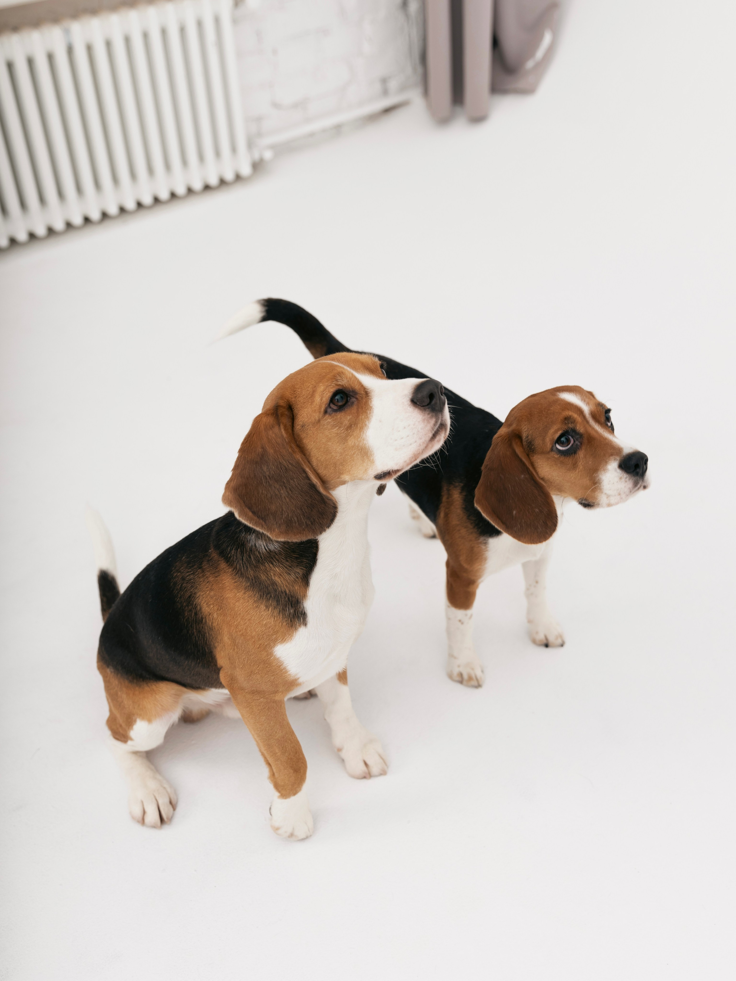 Биглемания. DRIPSTOCK MAG