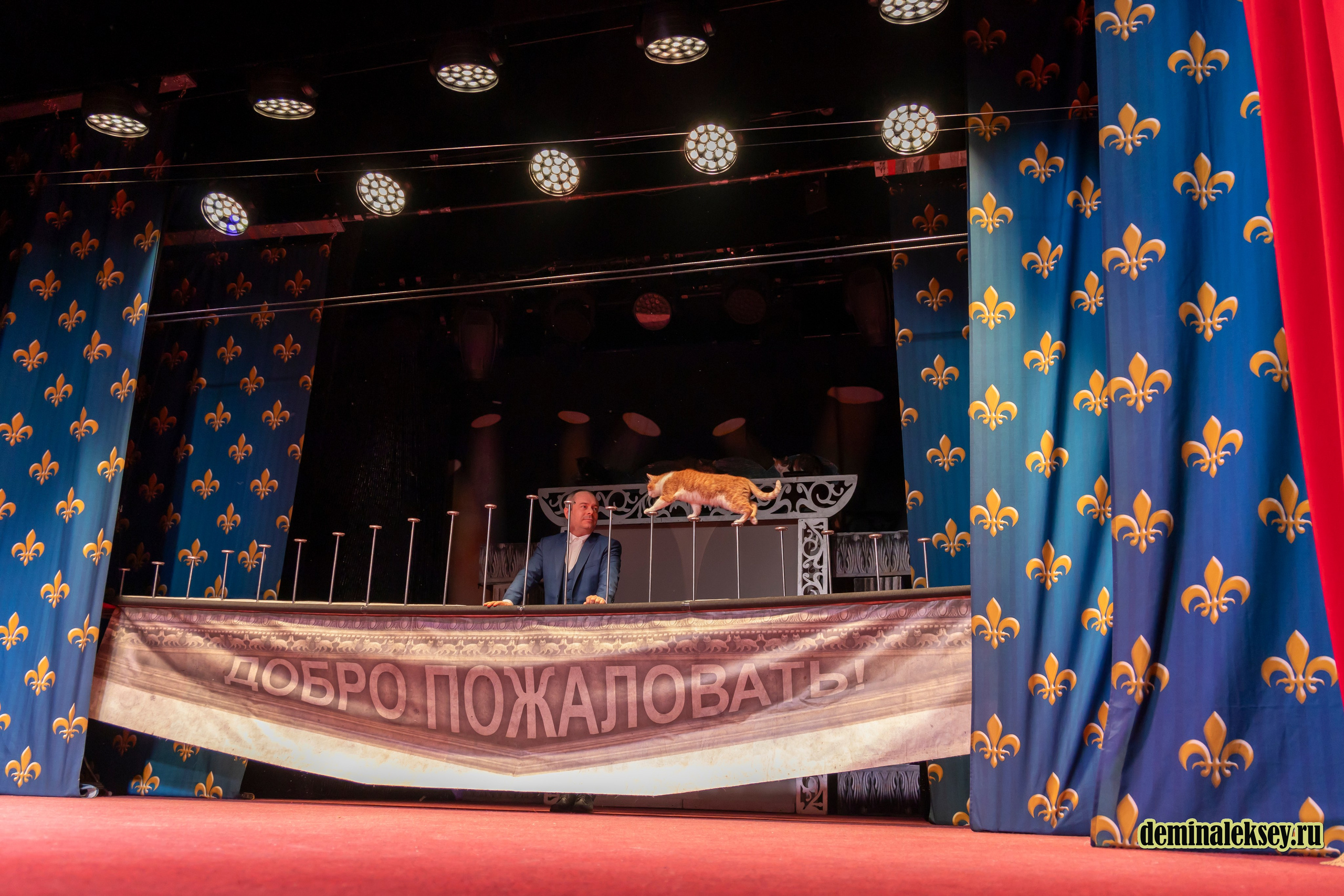 Театр кошек Куклачева 26 февраля 2025. Репортажный, семейный и студийный фотограф в Москве Демин Алексей