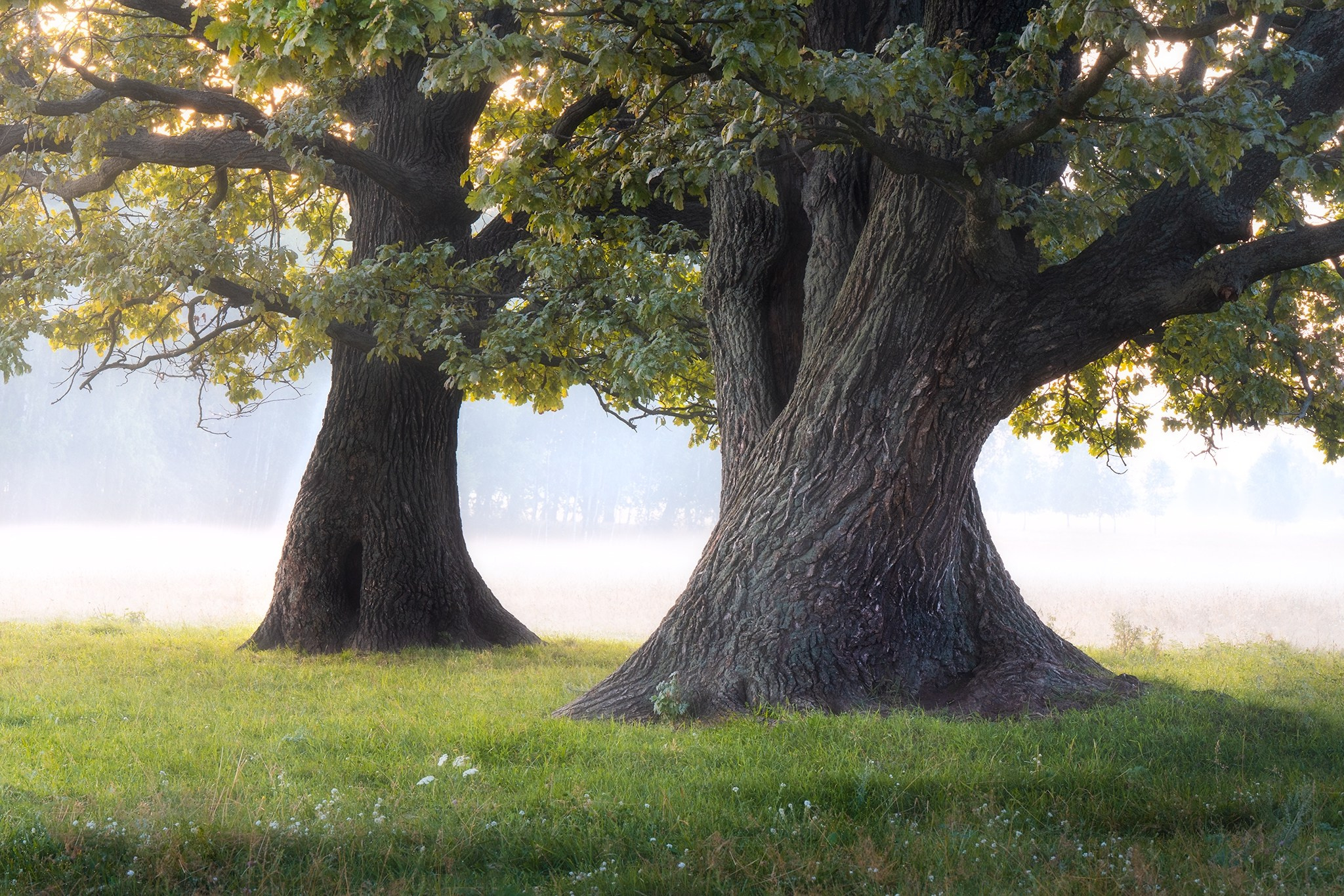 Лето, лес, деревья…. Пейзажный фотограф Руслан Лукманов