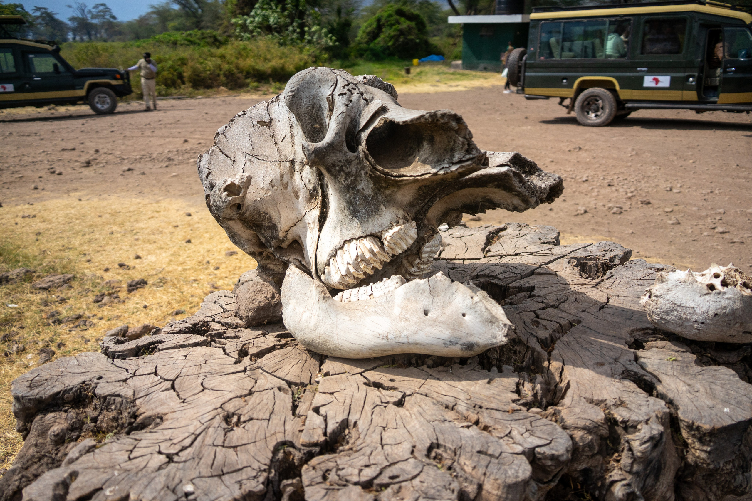Танзания, сафари, 2025. Творческие сьемки