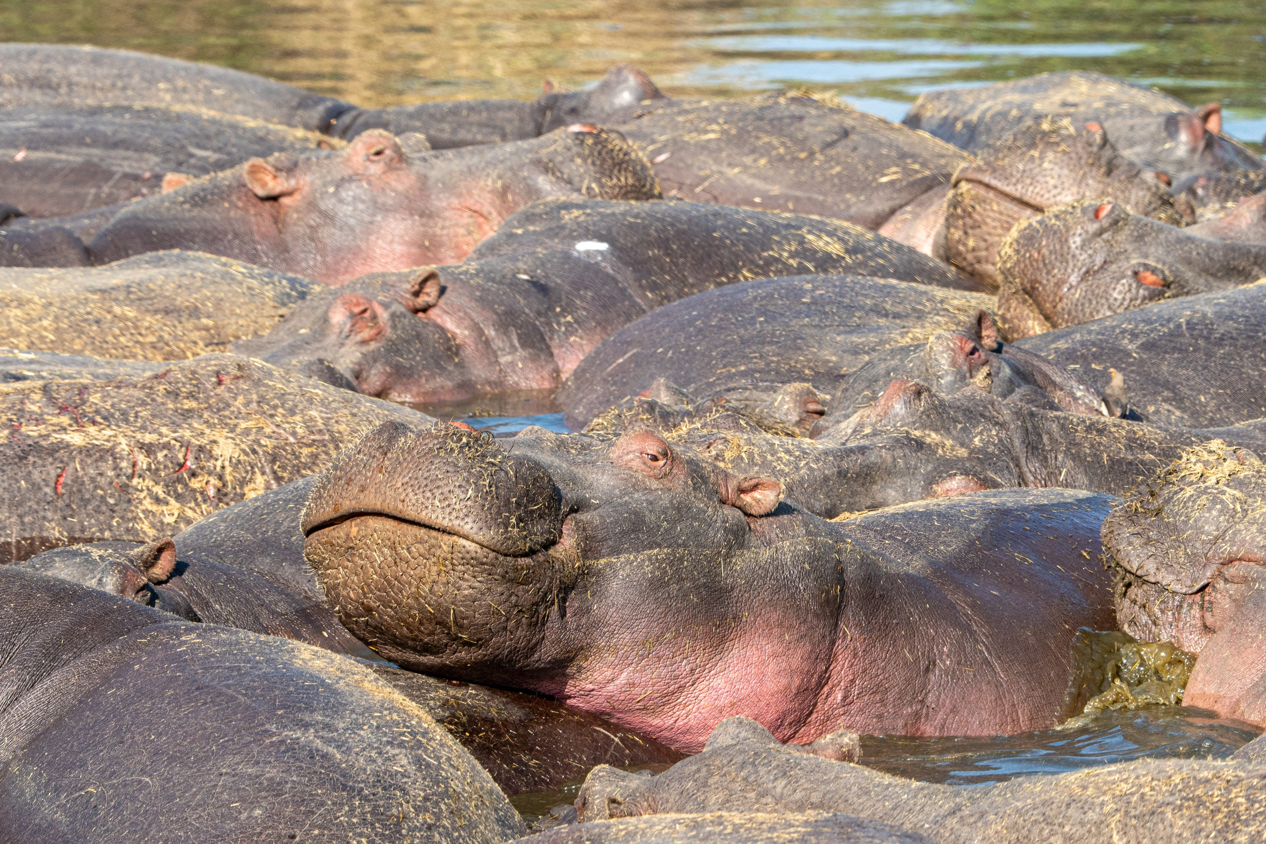Танзания, сафари, 2025. Творческие сьемки