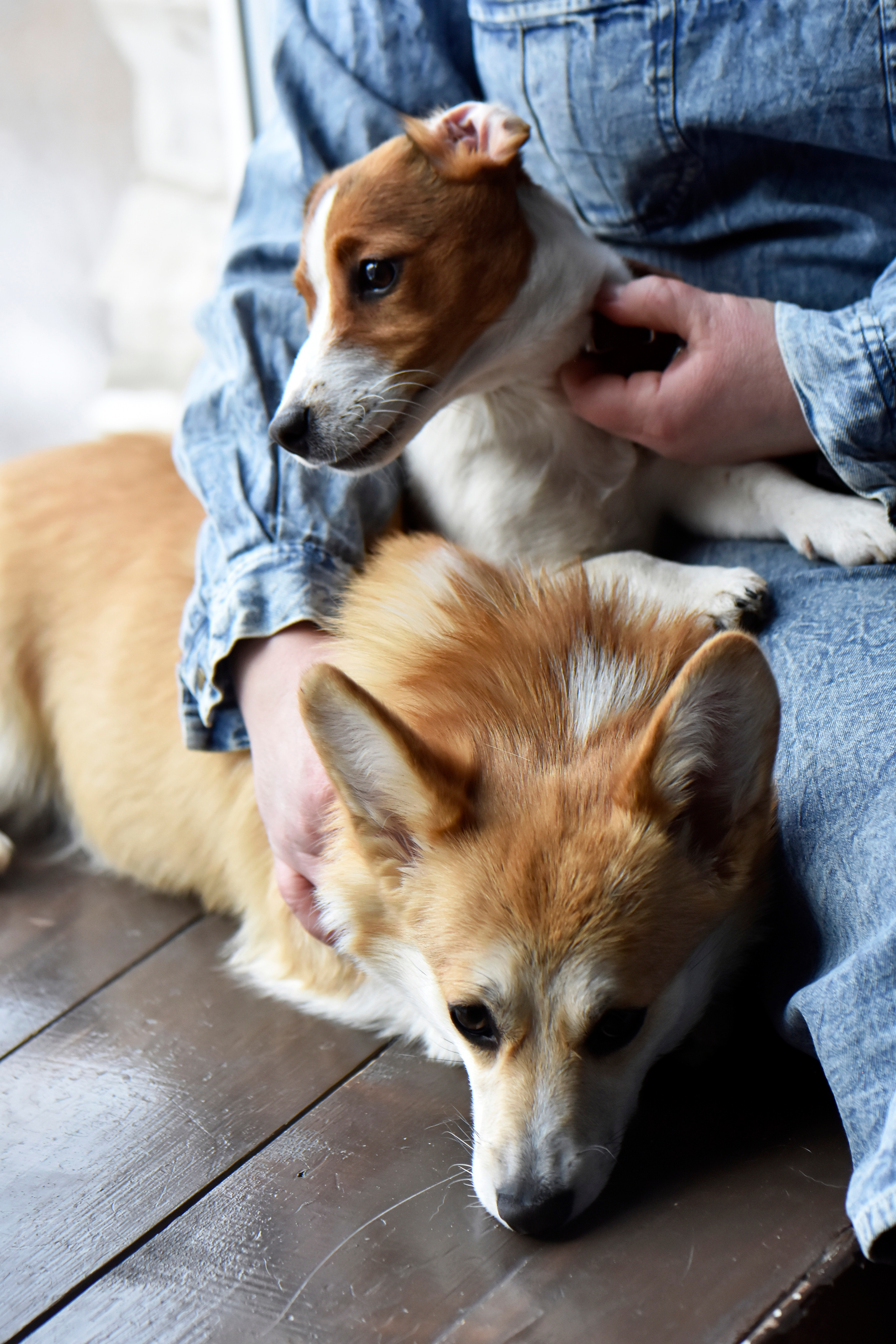 Наталья и ее питомцы