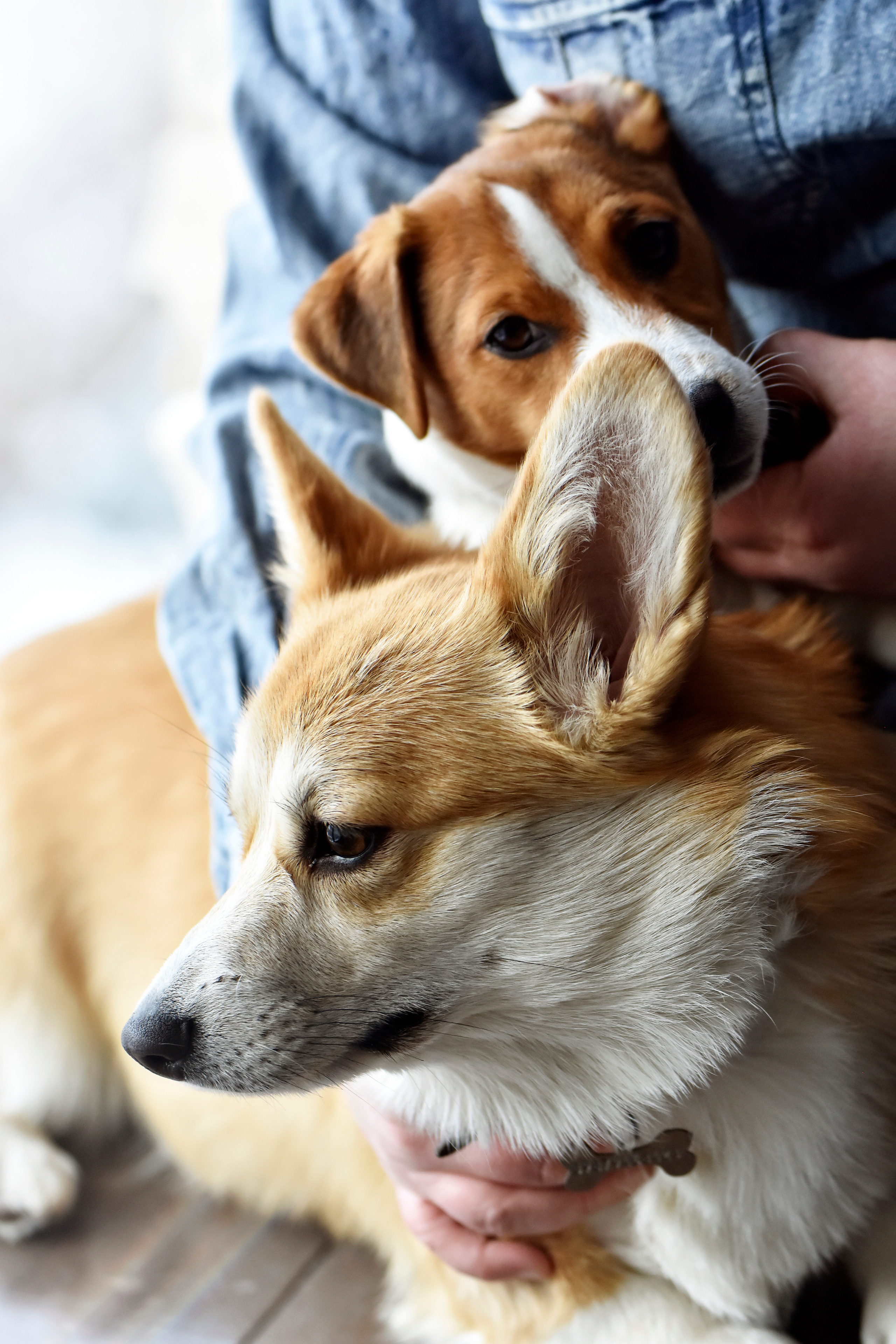 Наталья и ее питомцы