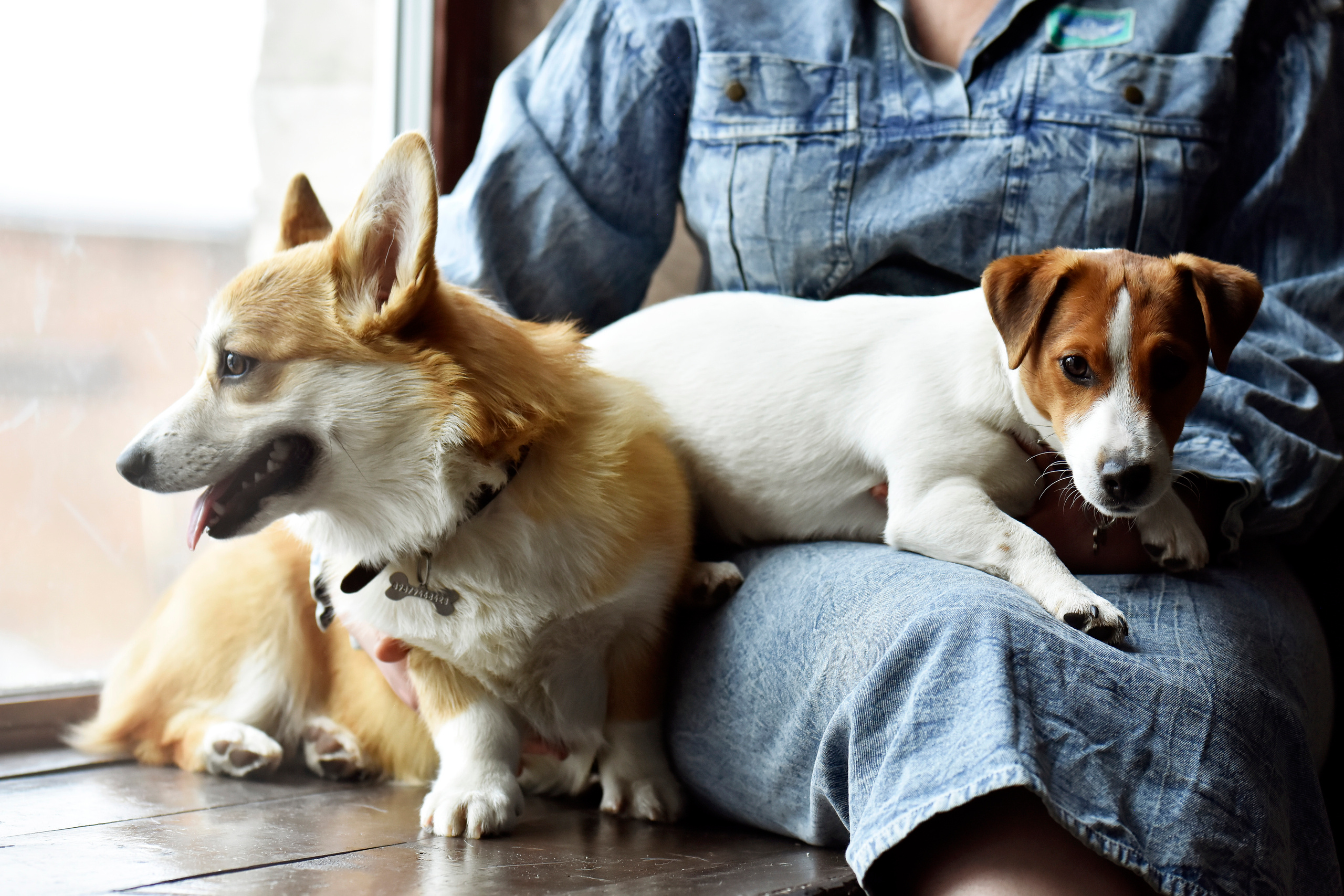 Наталья и ее питомцы