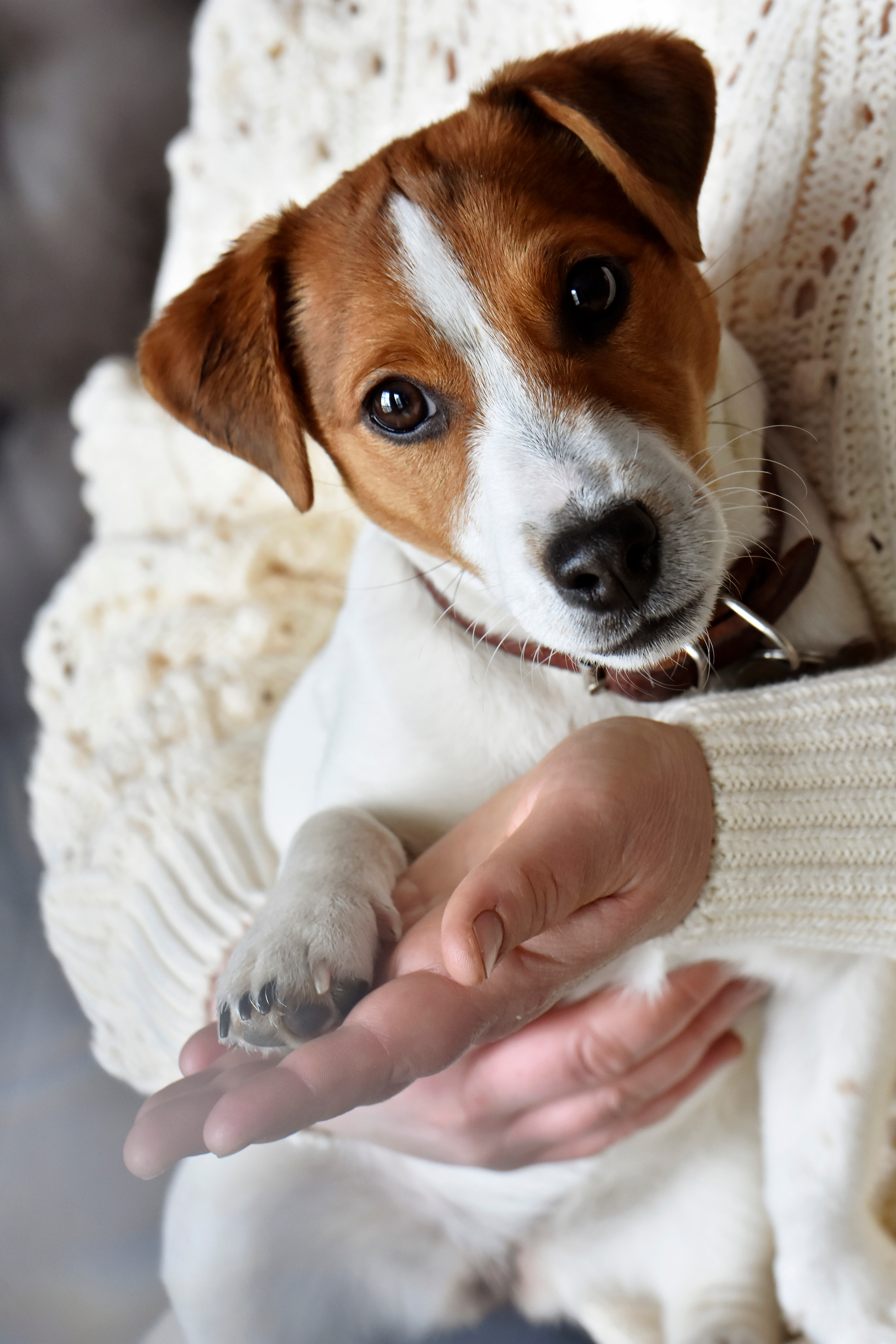 Наталья и ее питомцы