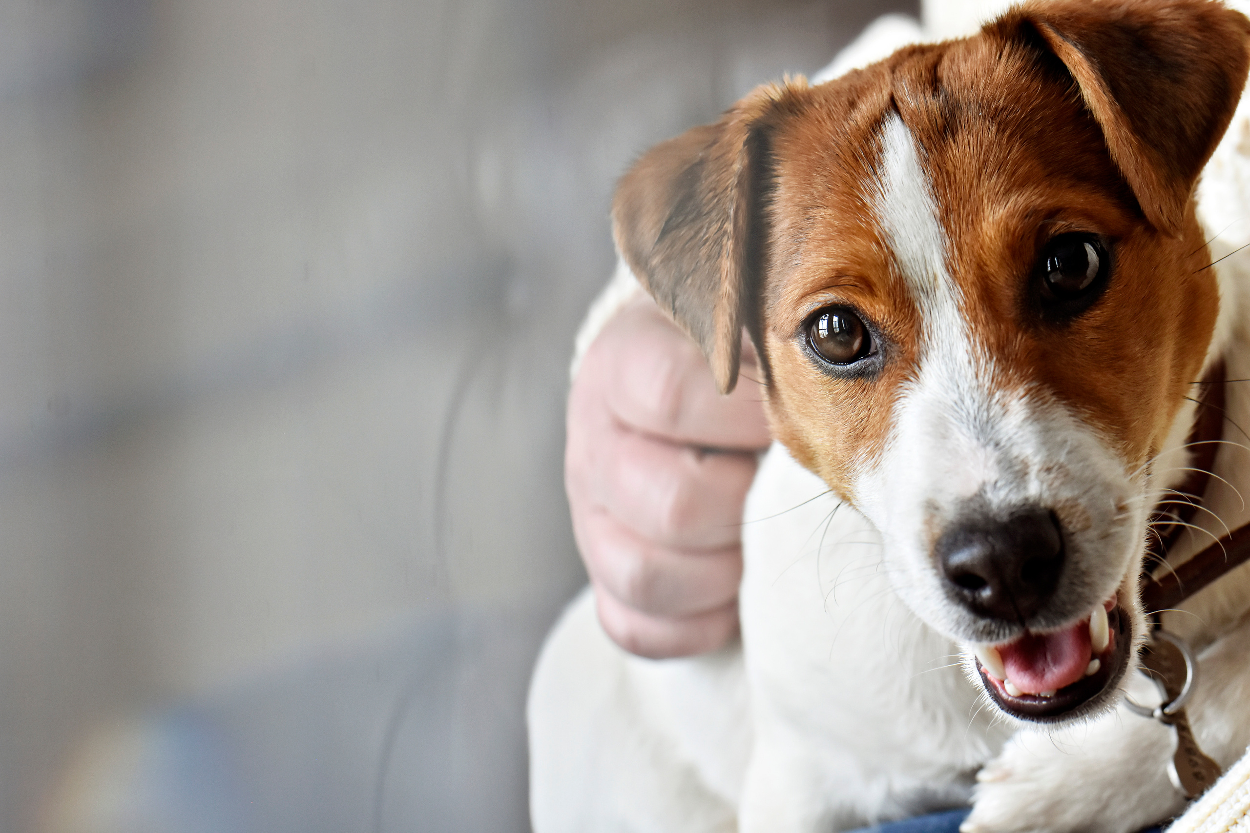 Наталья и ее питомцы