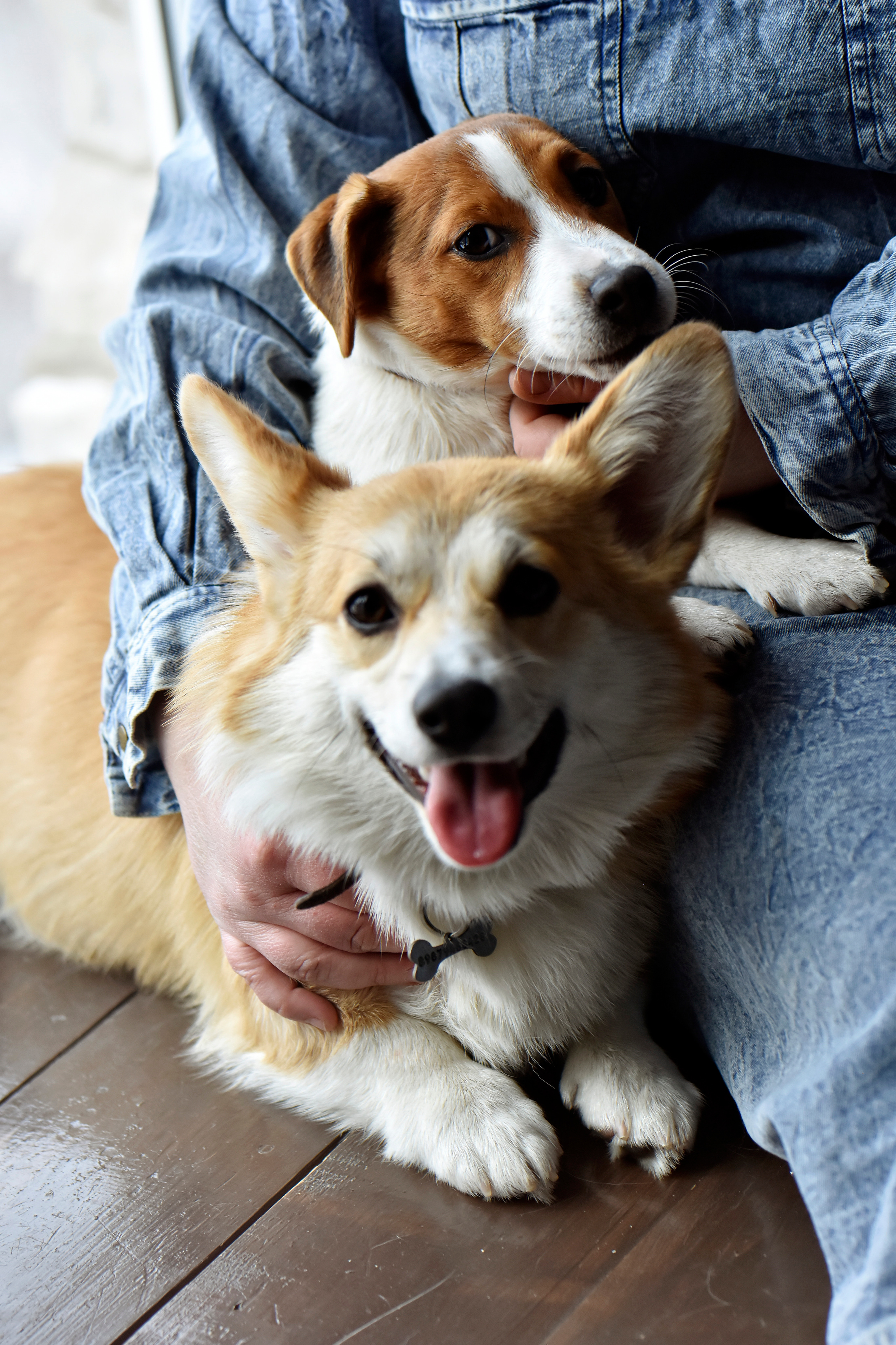 Наталья и ее питомцы