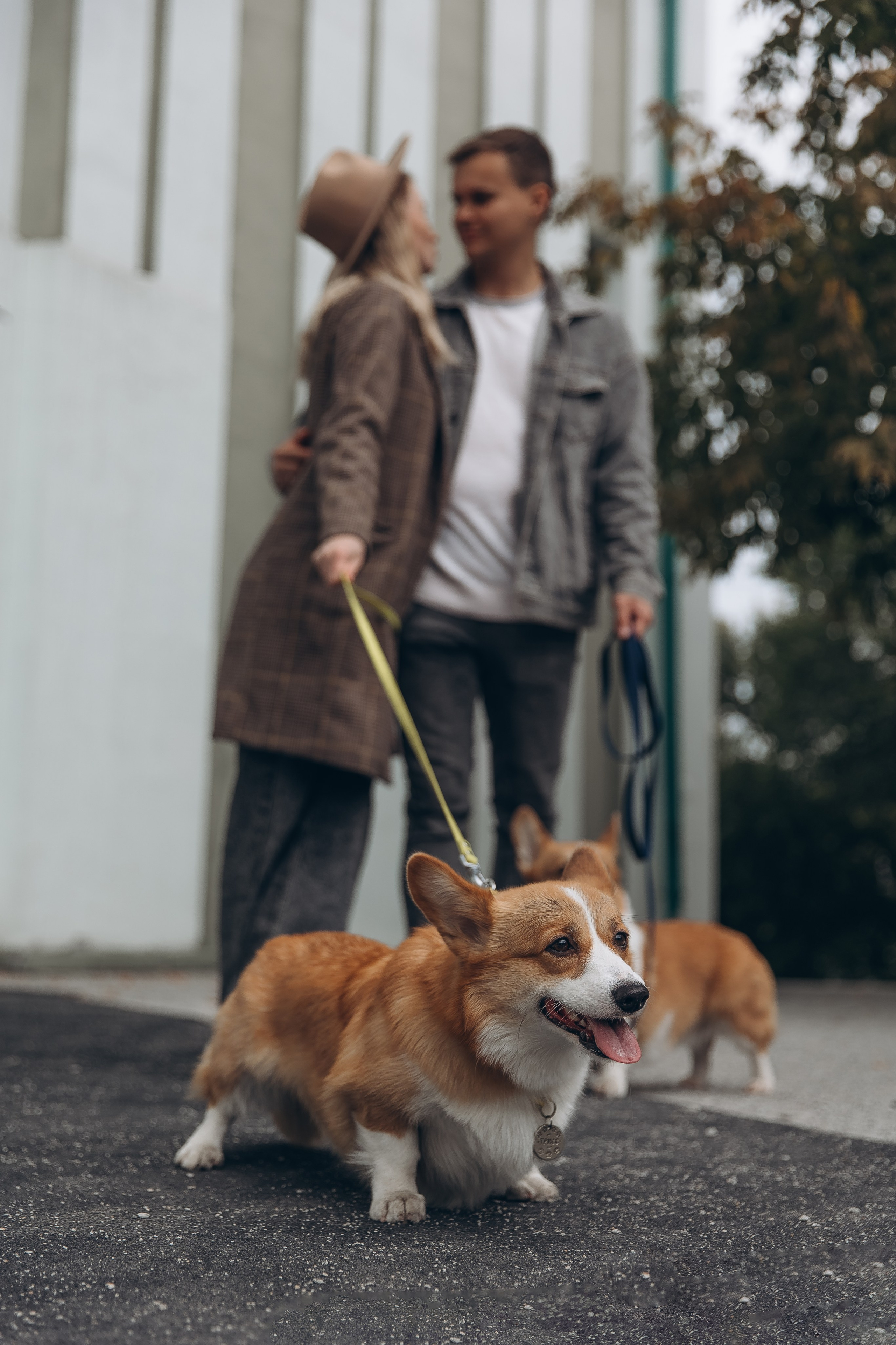 «Королевский Корги» 2. Фотограф Алина Ионычева в Новосибирске
