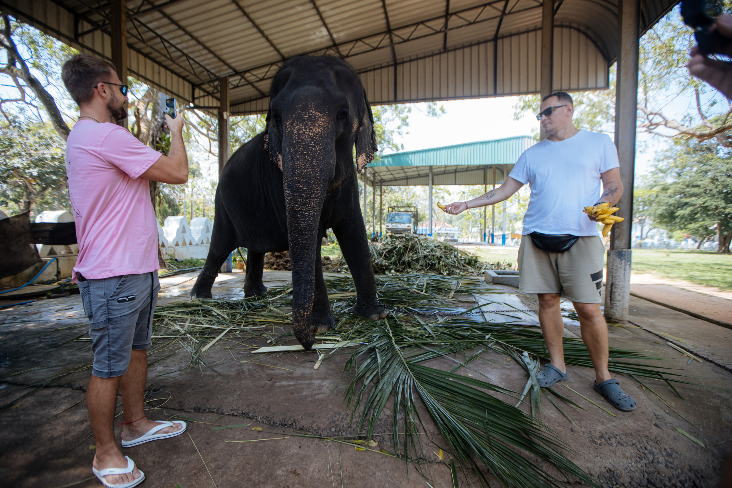 Surf_land. Ведущий на праздник в Москве / Денис Аганин