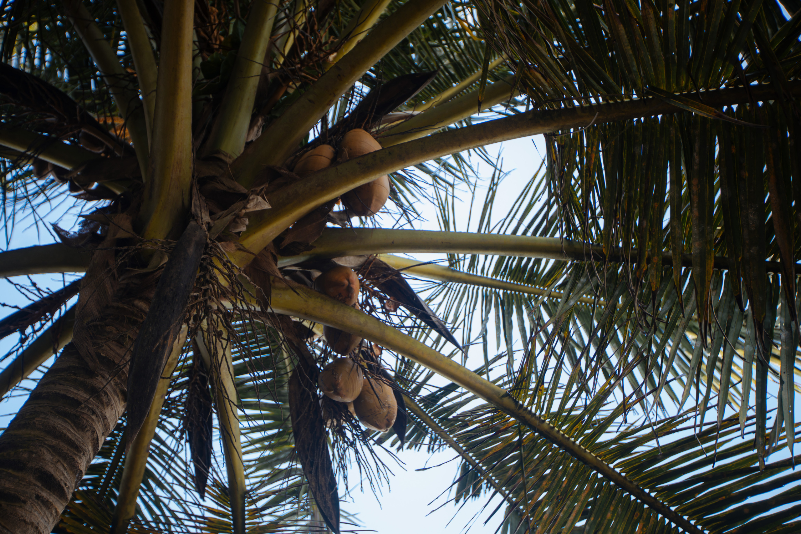 Surf_land. Ведущий на праздник в Москве / Денис Аганин