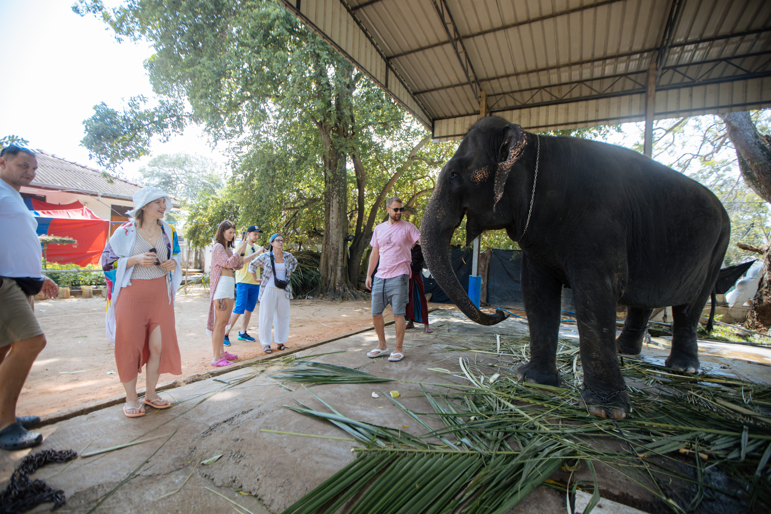 Surf_land. Ведущий на праздник в Москве / Денис Аганин