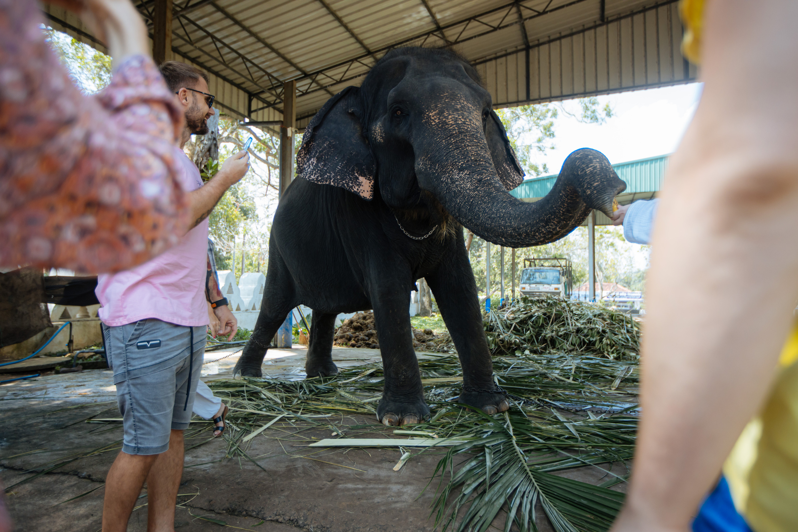 Surf_land. Ведущий на праздник в Москве / Денис Аганин