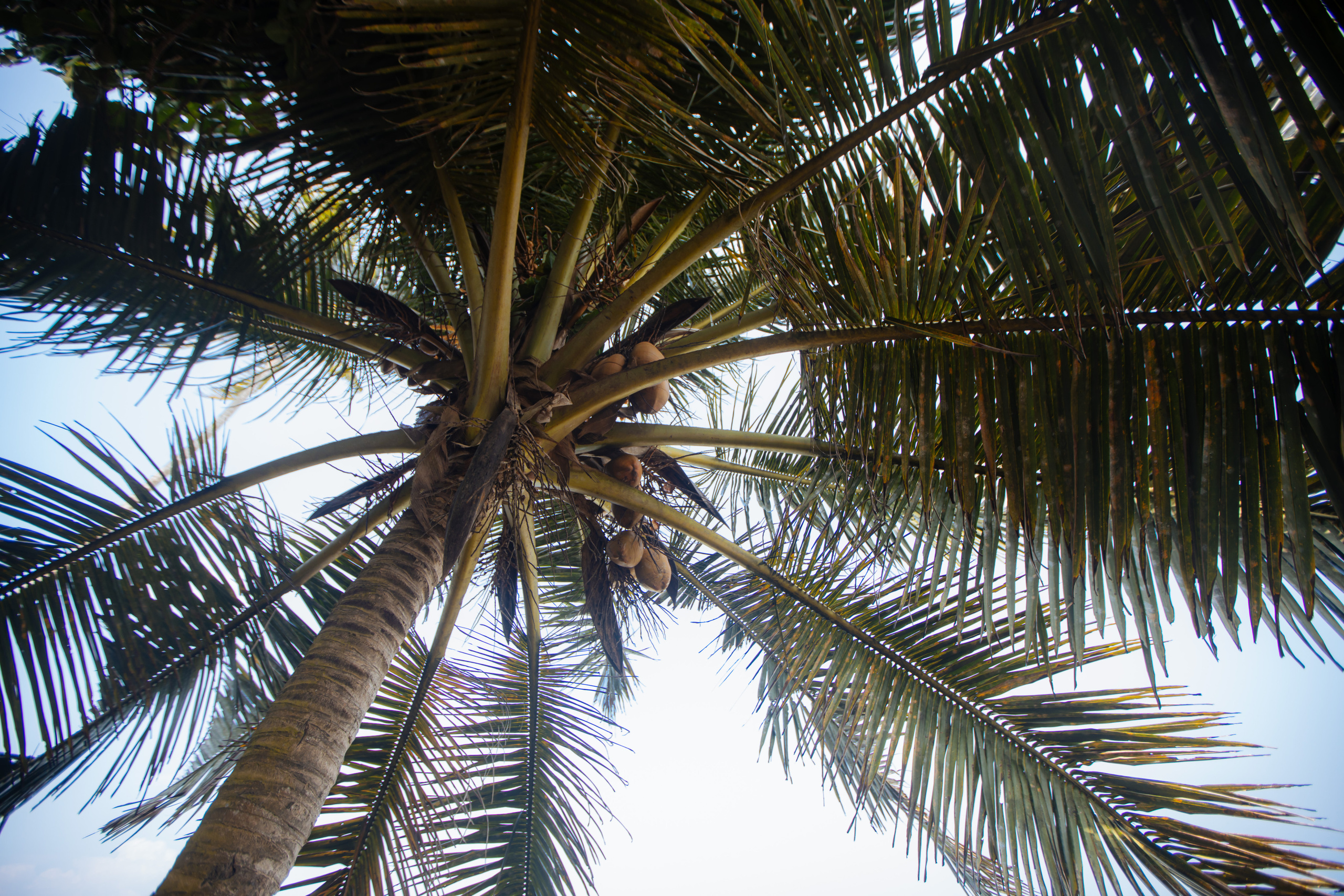 Surf_land. Ведущий на праздник в Москве / Денис Аганин