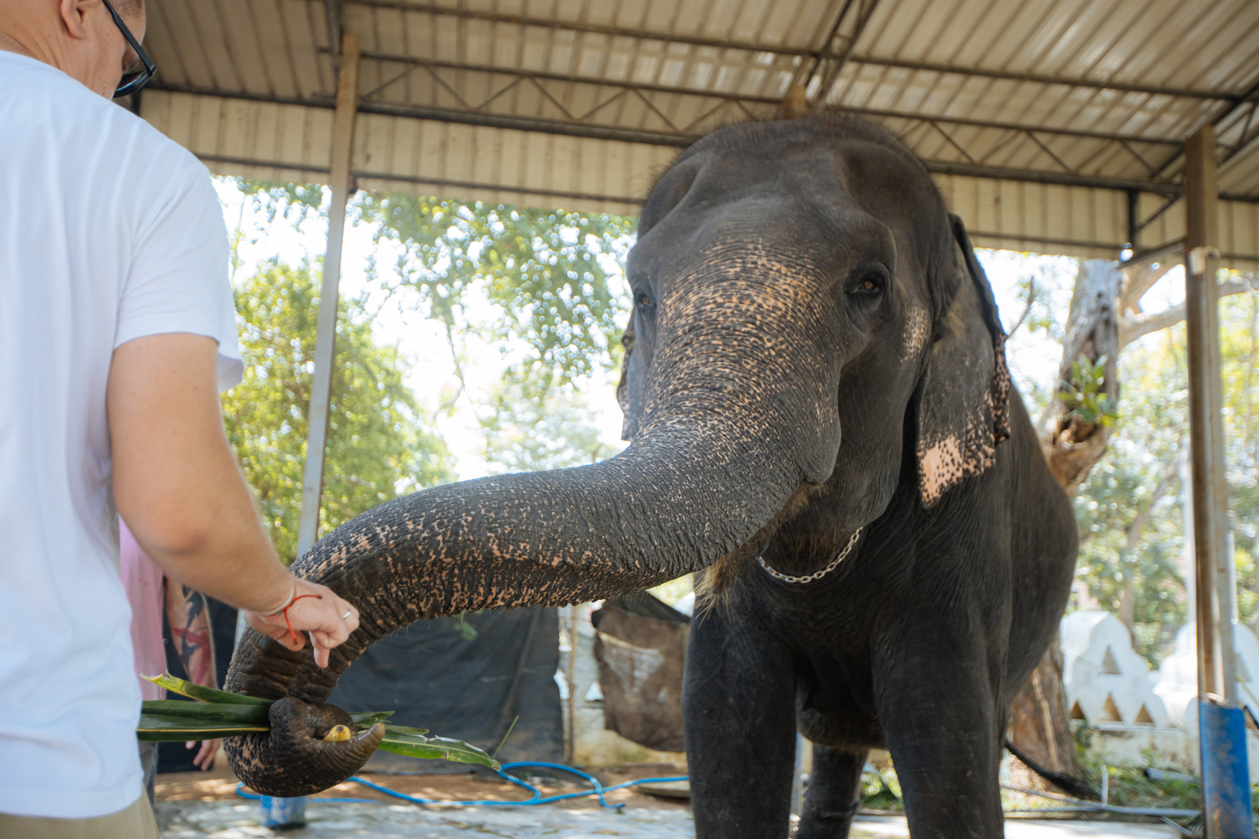 Surf_land. Ведущий на праздник в Москве / Денис Аганин