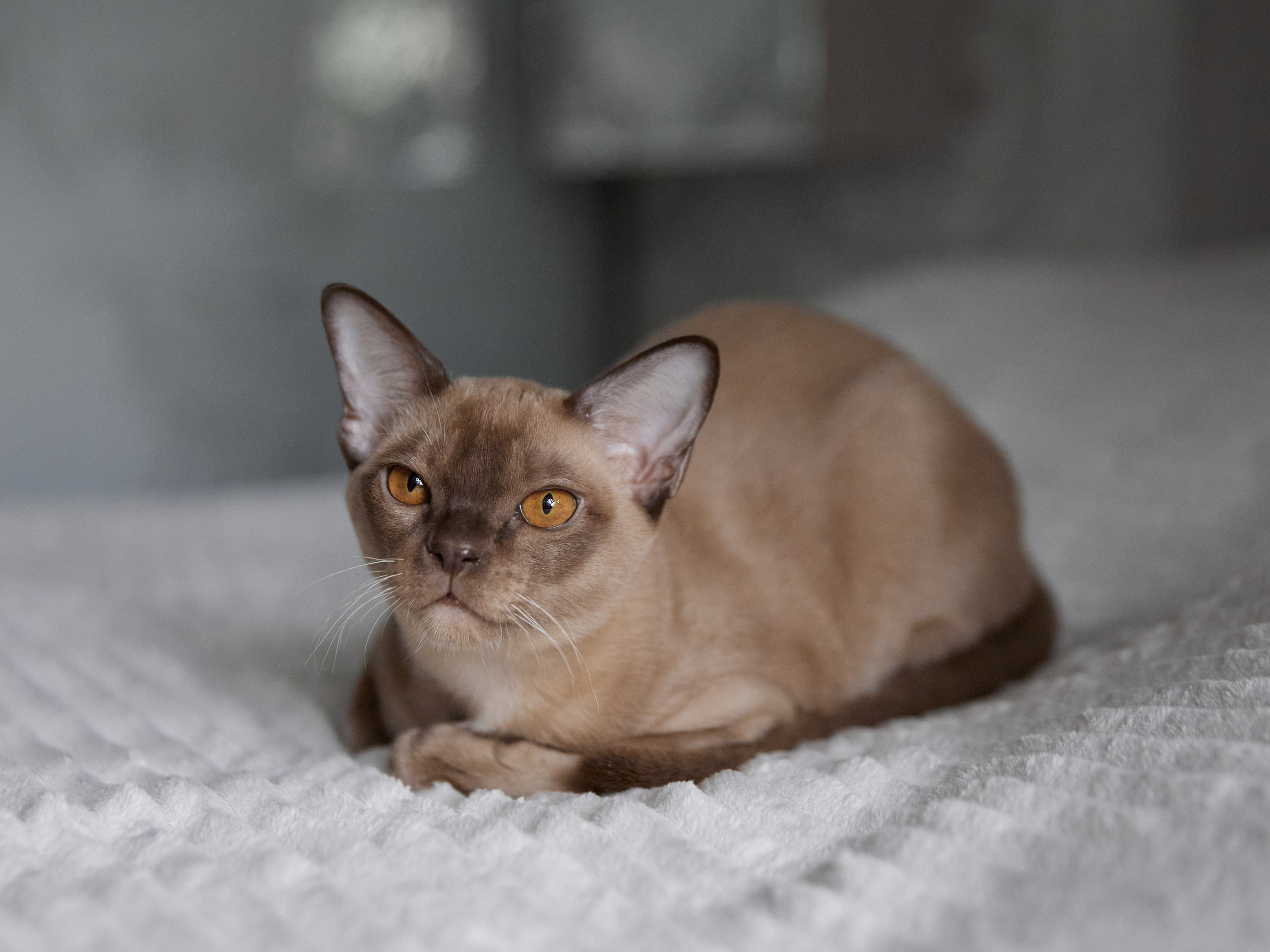 Jordan-Teo (Саратов). Питомник «Bouncy Life»