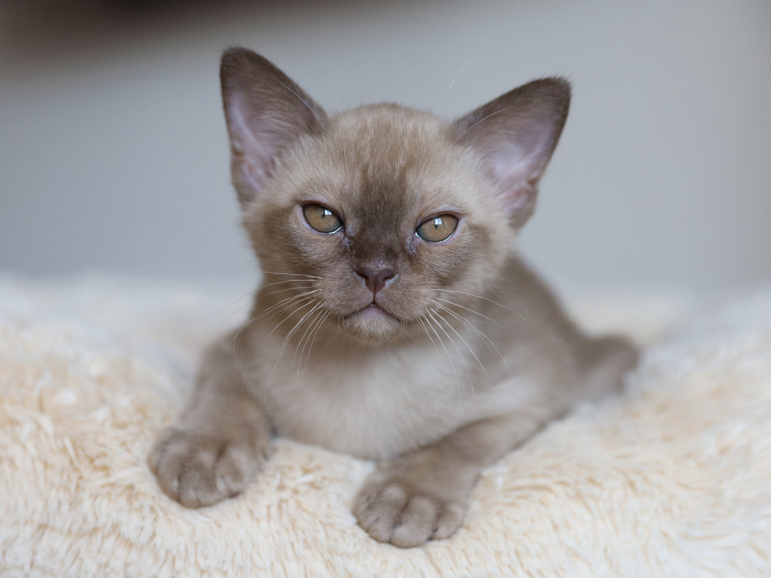 Casper. Cattery “Bouncy Life”