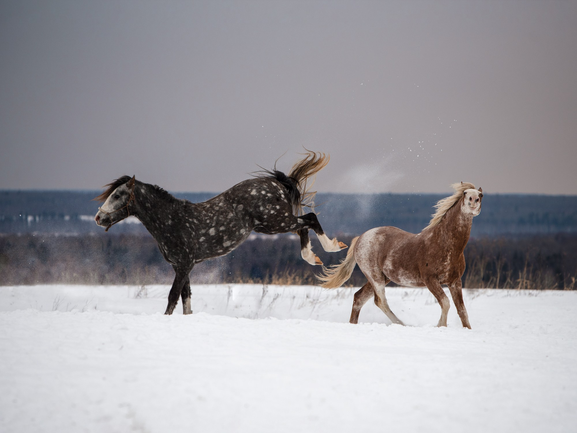 Портрет лошади, лошадь, конь, фото лошади, фотография лошади, конный фотограф, съемка лошадей, фотограф лошадей, конная фотография, конный фотограф, конный фотограф в спб, профессиональный фотограф спб, фотограф спб, ахалтекинец, рысак, спортивная лошадь, конный клуб, фотосессия с лошадьми, тракененская лошадь, тяжеловоз, мезенская лошадь, мезенка, мезенская порода лошадей, алтайская лошадь, лошадь в пятнах, аборигенная порода, вороная лошадь, рыжая лошадь