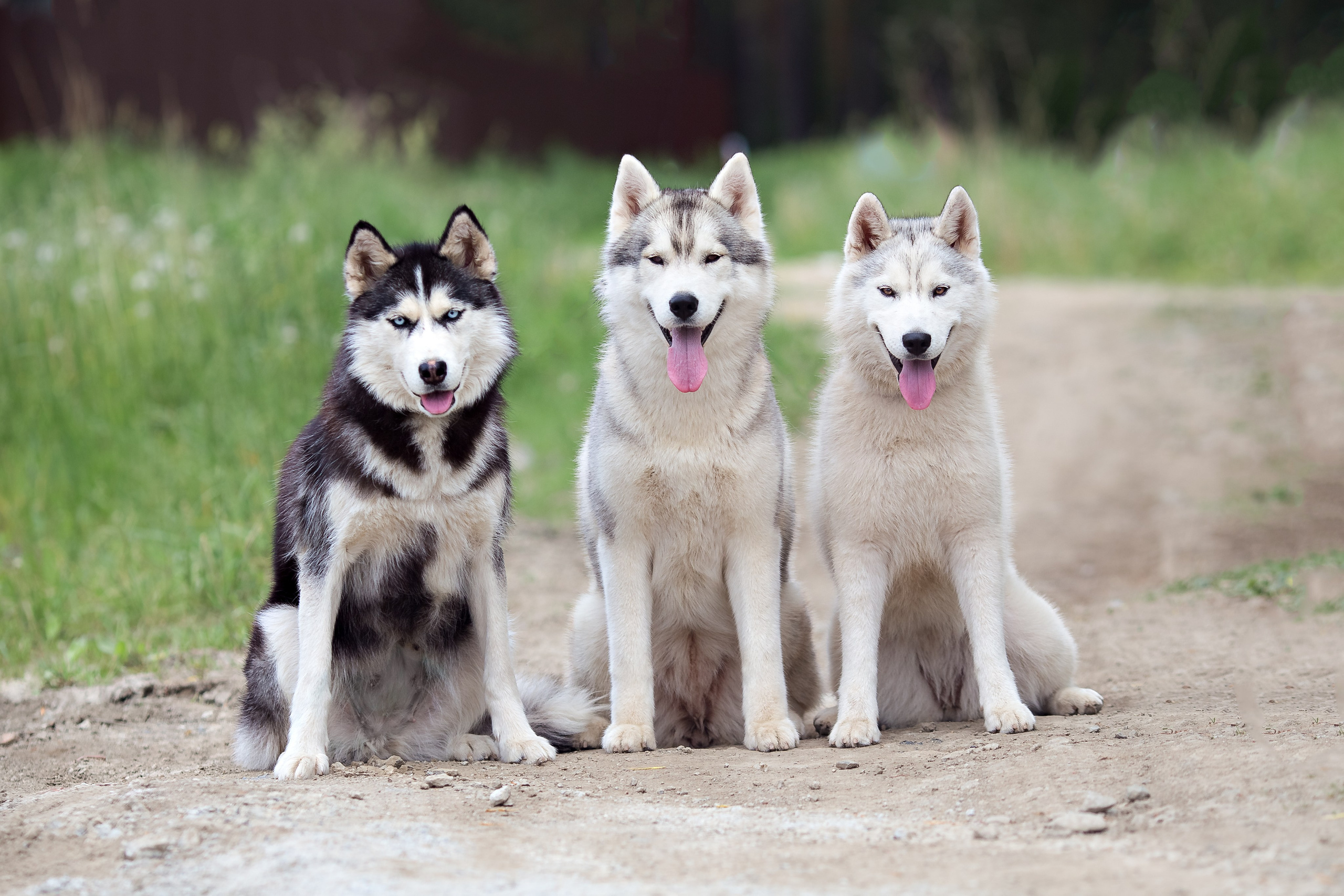 Домашние животные (фотосессия питомцев). Семейный фотограф в Екатеринбурге
