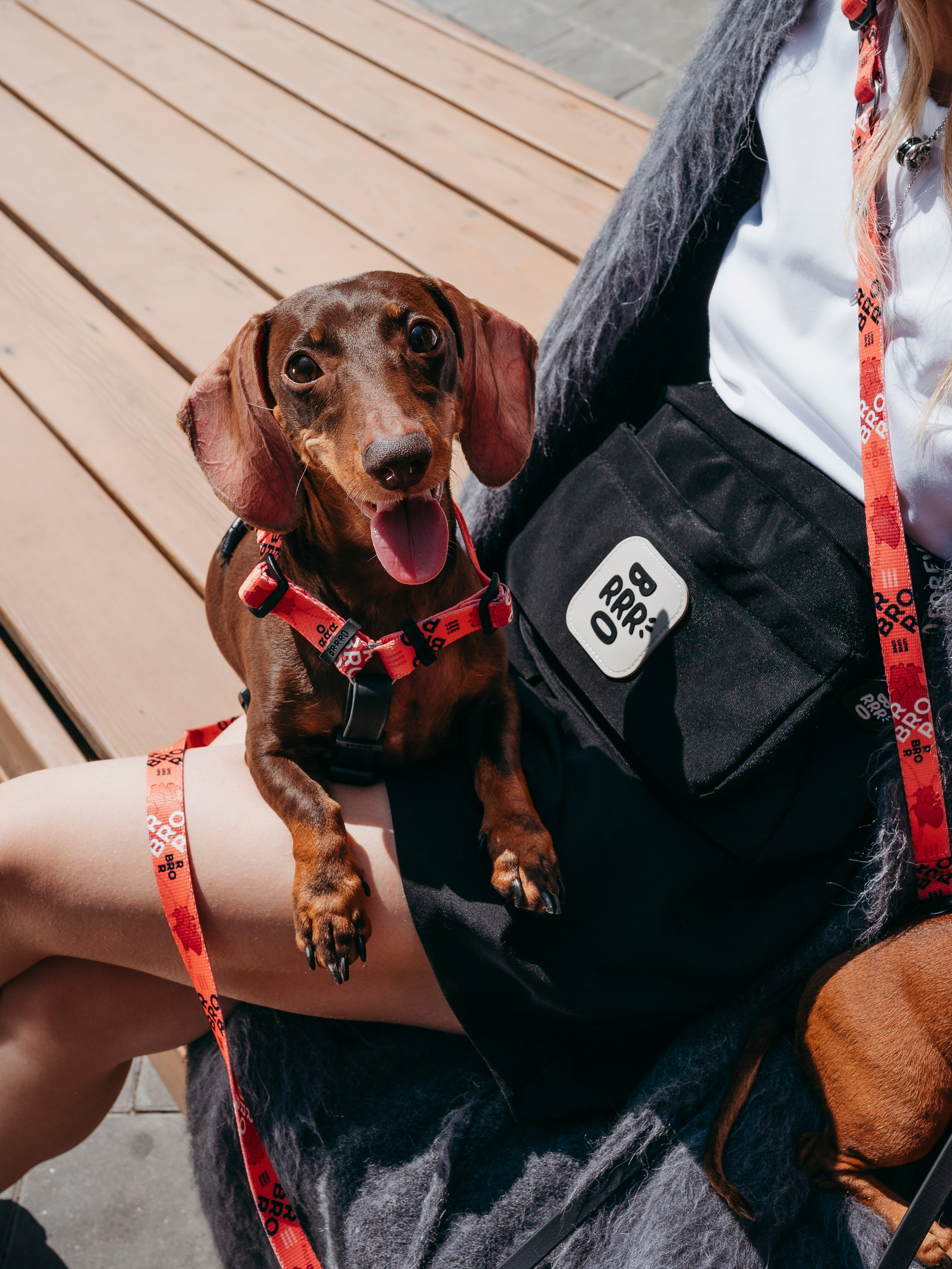 BRRRO. Семейный фотограф анималист Ананьева Мария — Москва