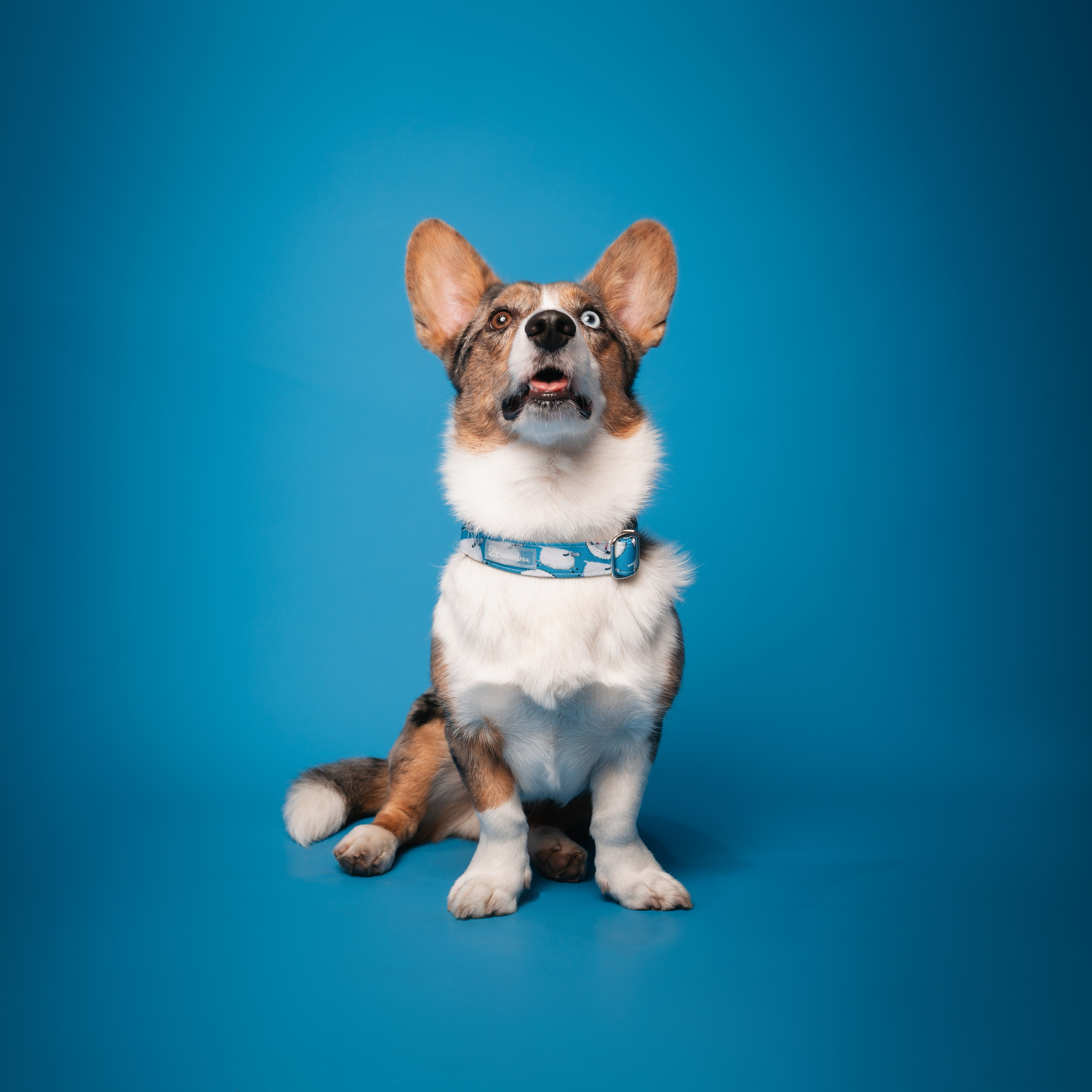 Bender&Frai. Овечки. Семейный фотограф анималист Ананьева Мария — Москва