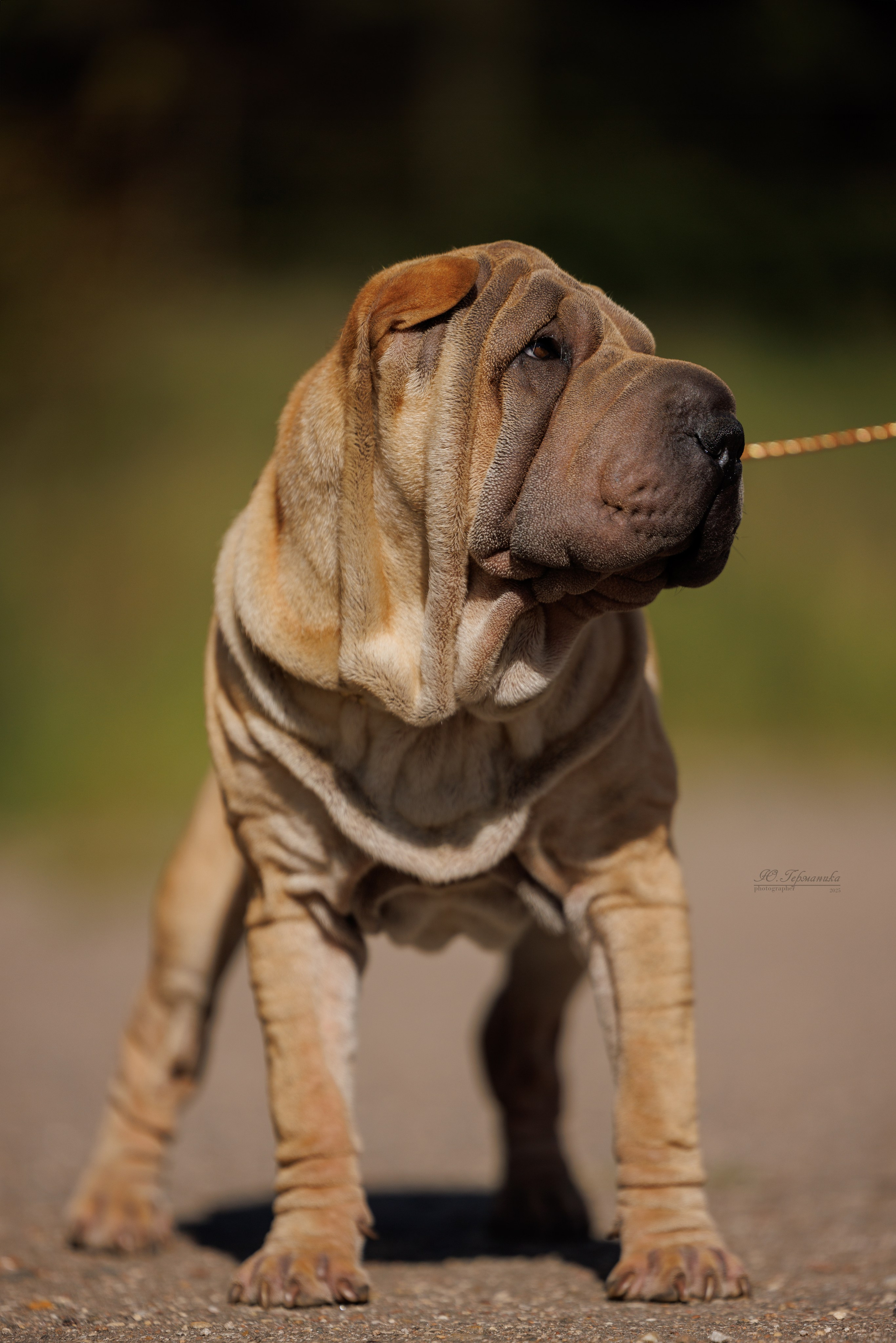 Зеленоград 13.09.2025. Фотограф-анималист Юлия Германика