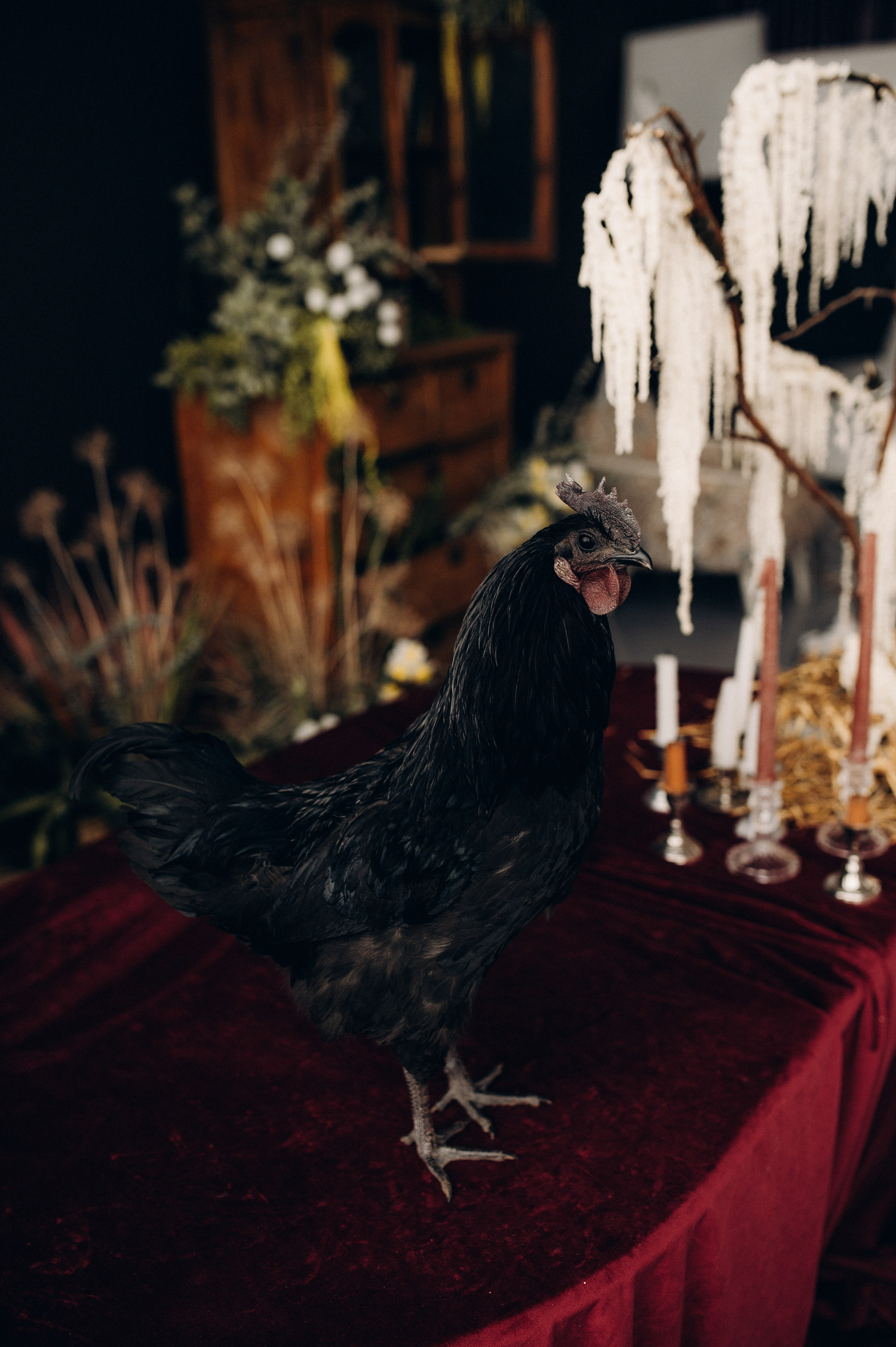 Фотосессия с петухом!. Фотограф Алексин, Тула