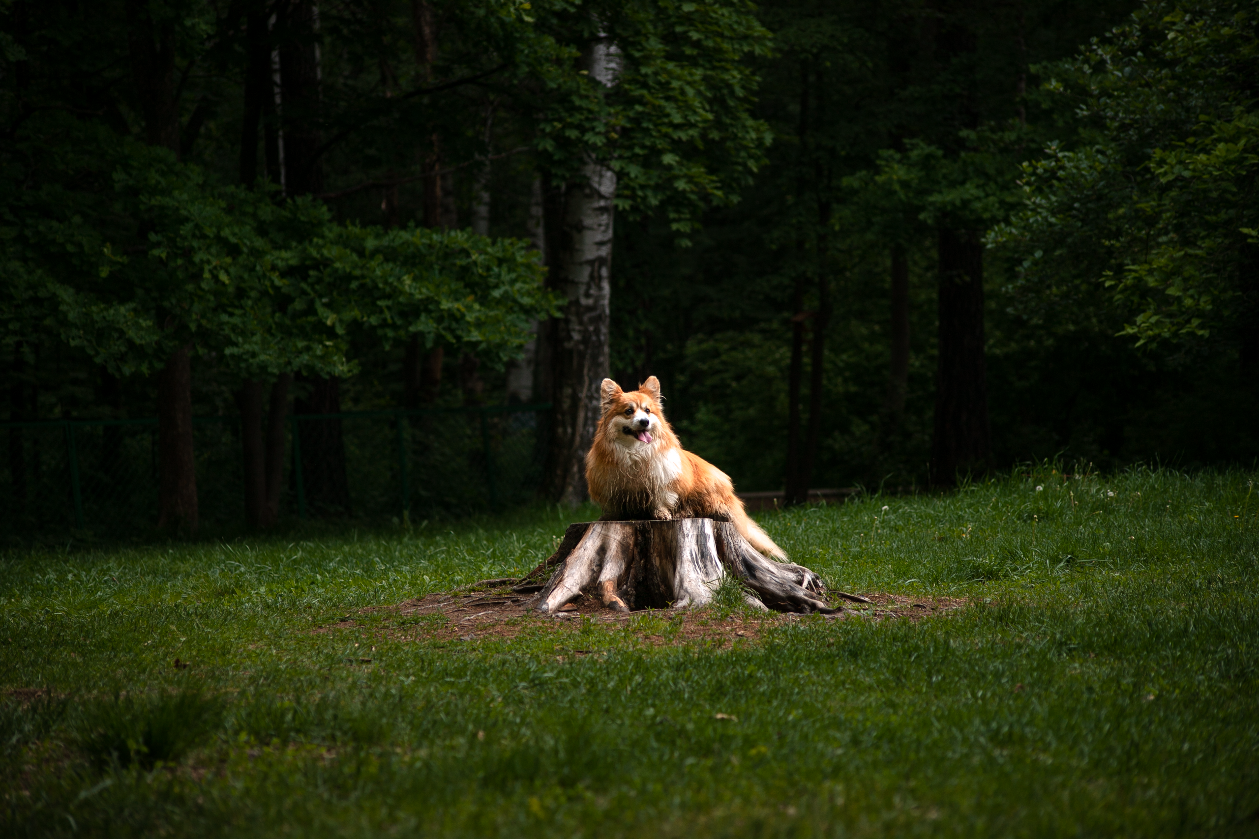 Фотосессия корги. Художественный фотограф в Санкт-Петербурге Елизавета Чева