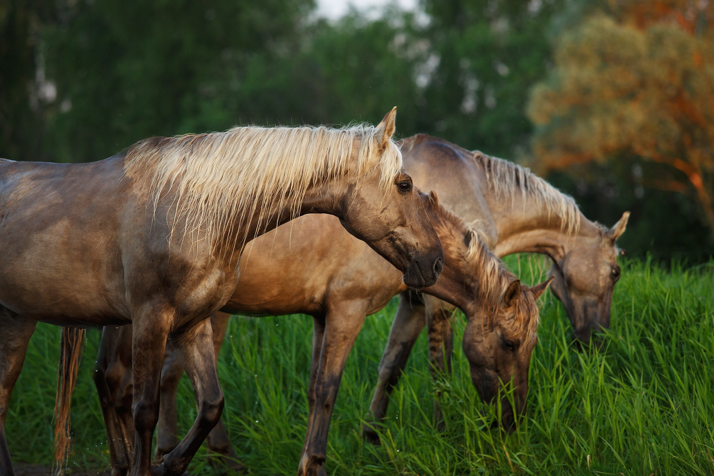 Лошади. Фотограф-анималист Юлия Удовенко