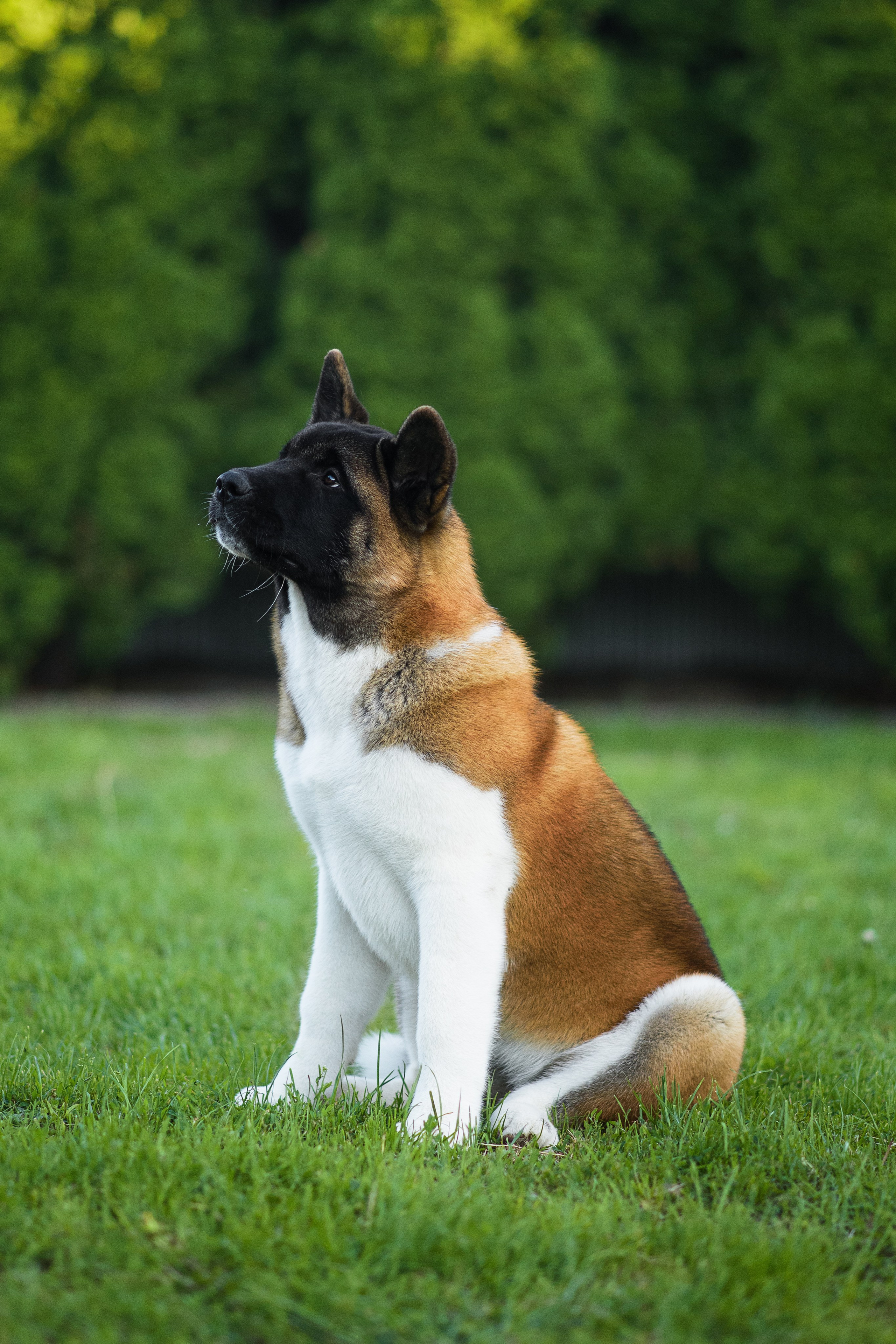 Луна — 21.06.2024. Фотограф — Анималист | Анна Абрамова