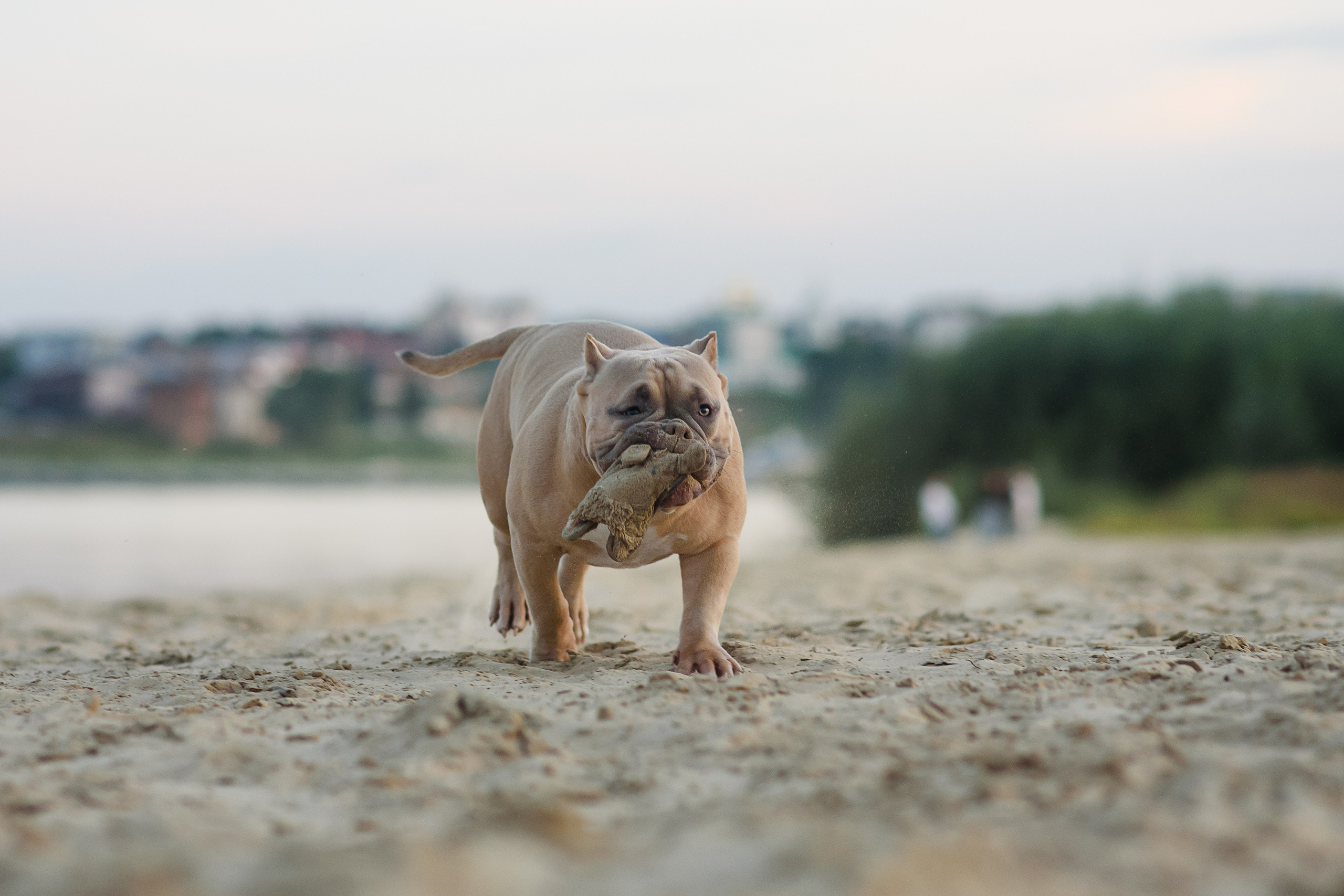 Аляска — Амбулли — 23.08.2024. Фотограф — Анималист | Анна Абрамова