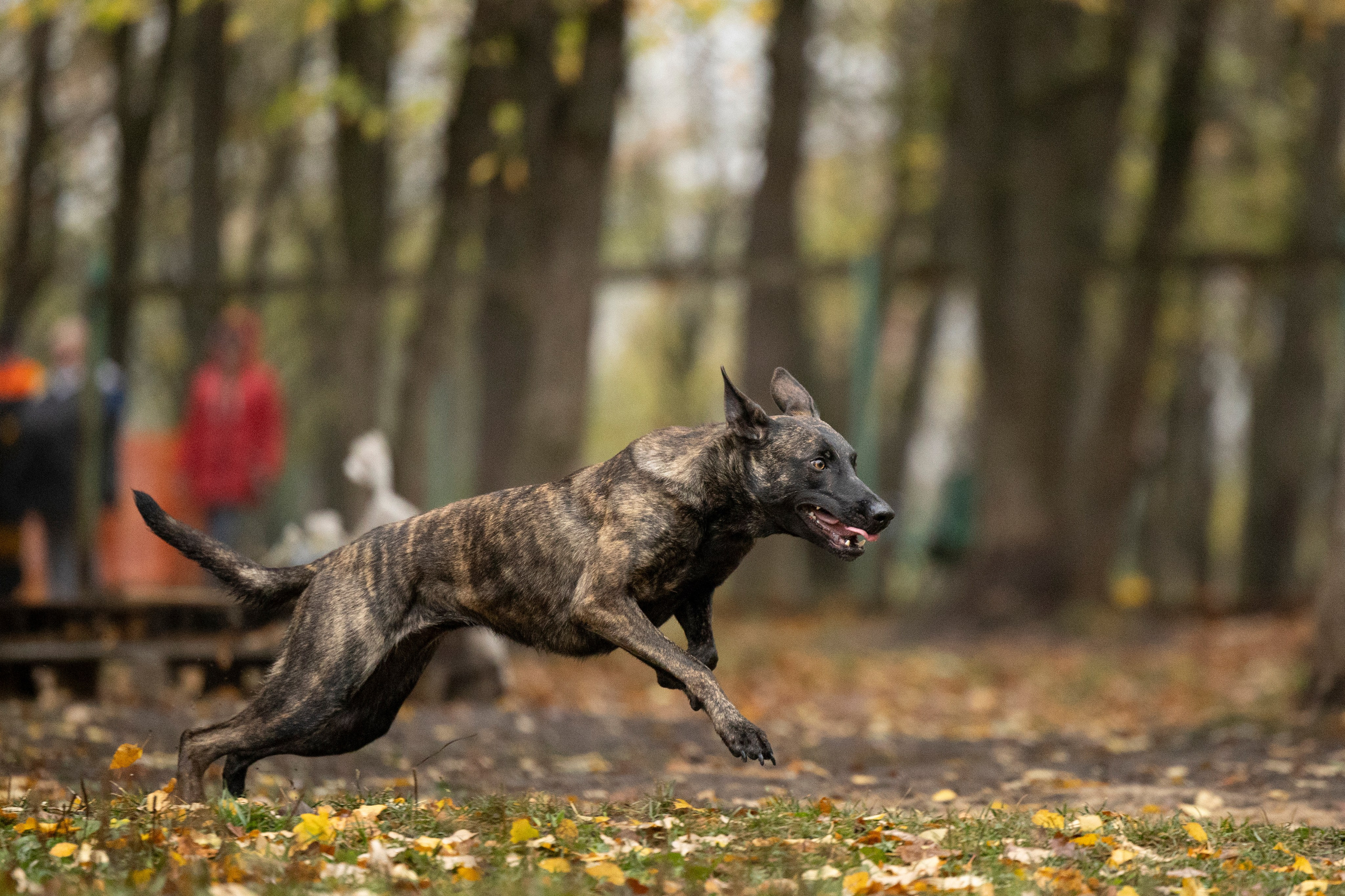 Соревнования по Мондьорингу г. Вологда. Фотограф-анималист Анна Маринич