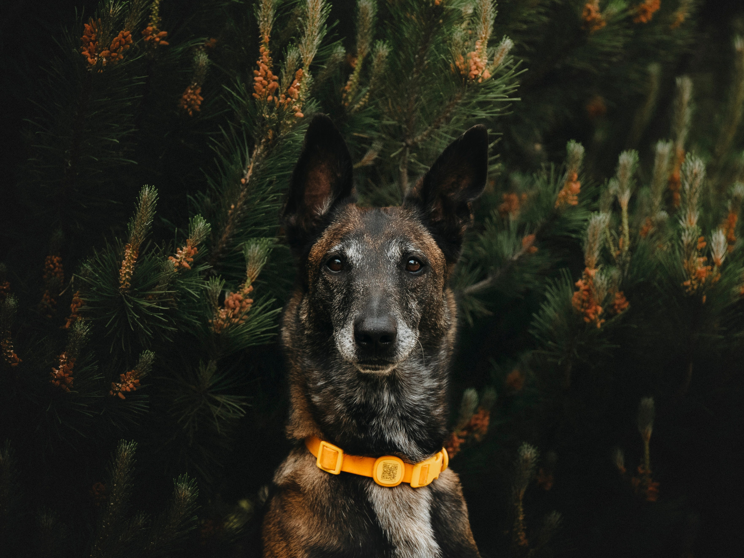 Вика, Ари и Нави. Семейный фотограф анималист Ананьева Мария — Москва