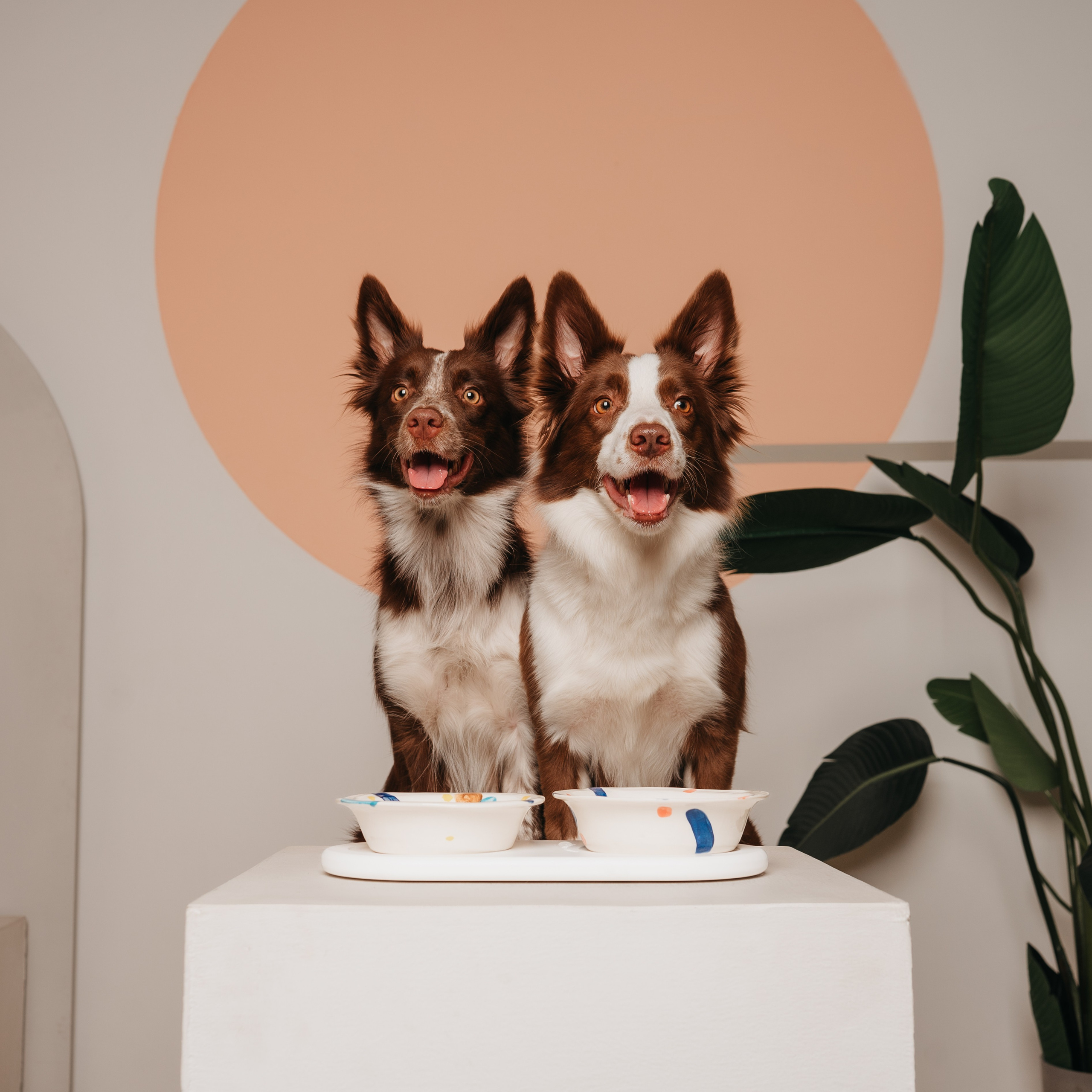 Cosmodog. Миски и лакомства. Семейный фотограф анималист Ананьева Мария — Москва