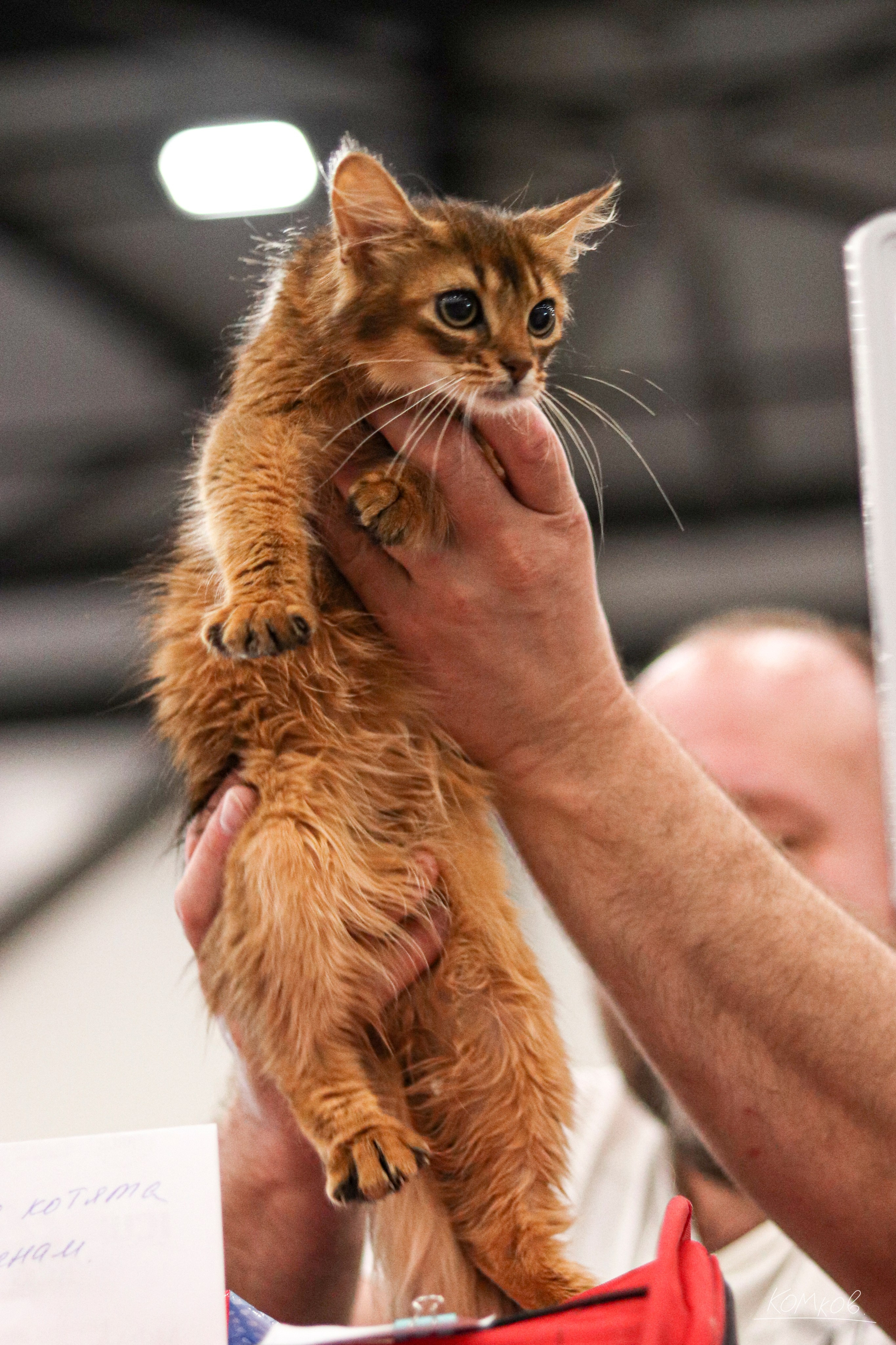 ЗооШоу. Ивентный фотограф в Санкт-Петербурге Олег Комков