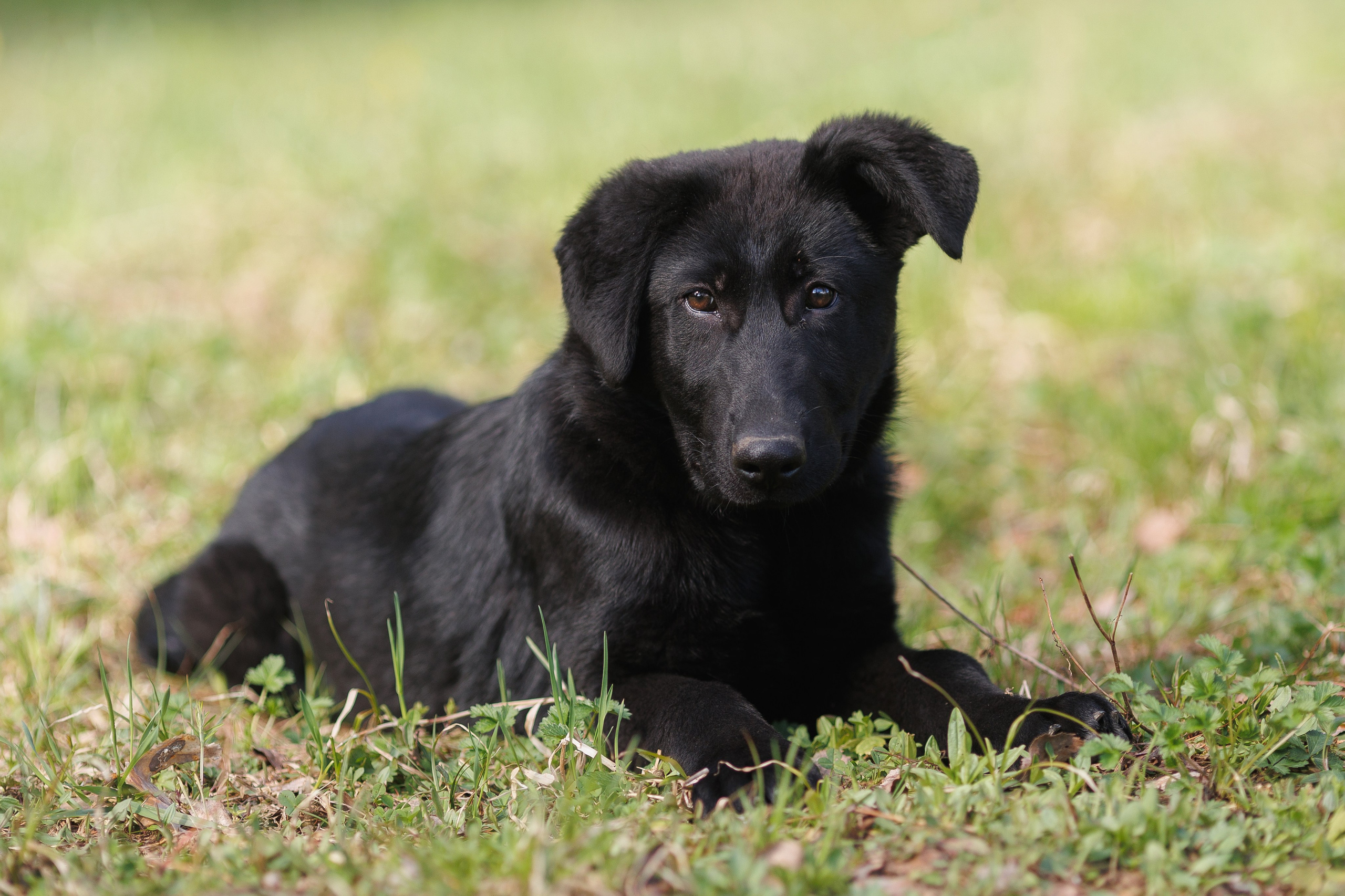 Фотосъемка собак для питомника немецких овчарок. Репортажный фотограф Борис Геер