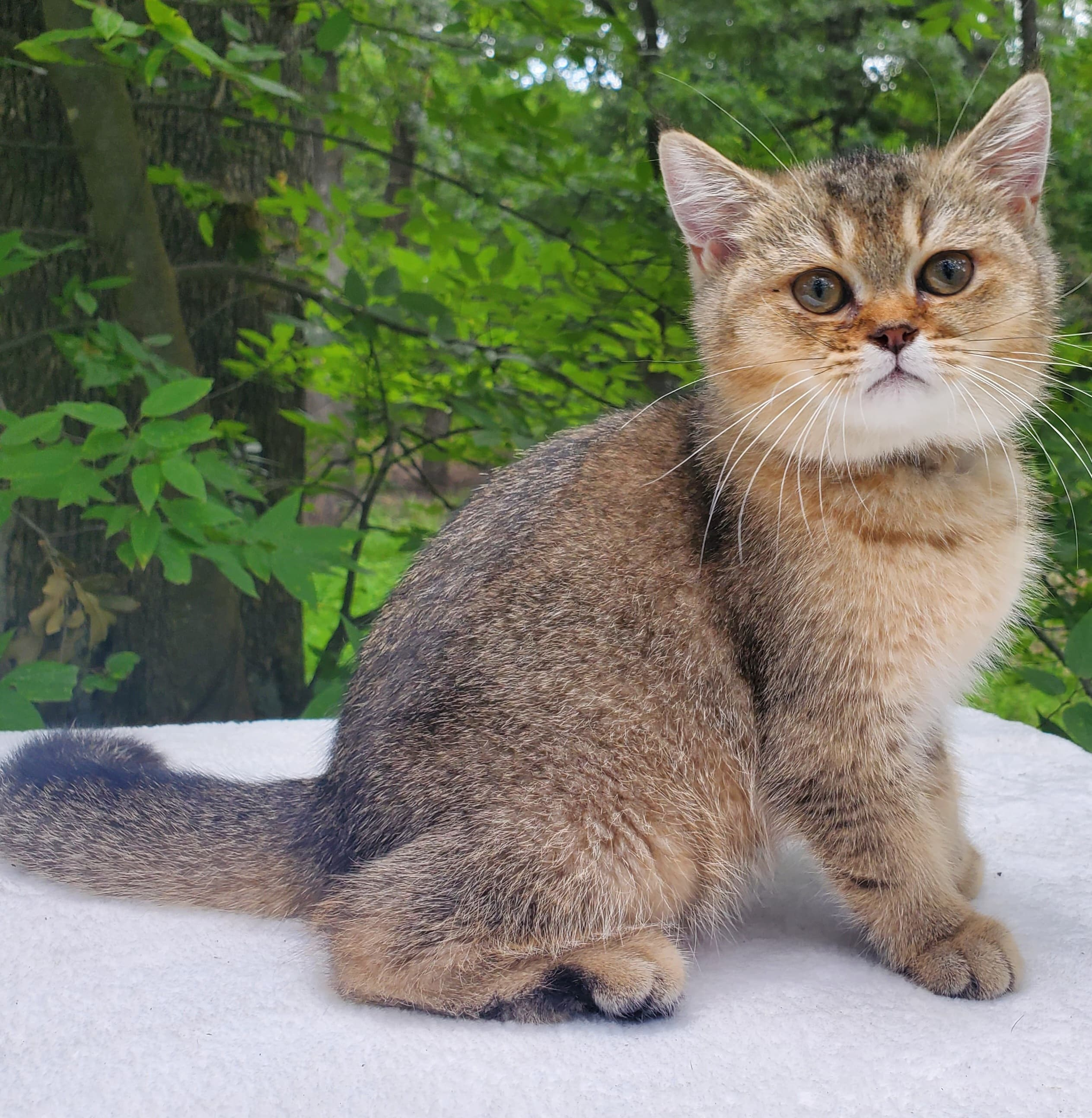 Moli, male, DB-04.07.25, sold. British shorhair Cats